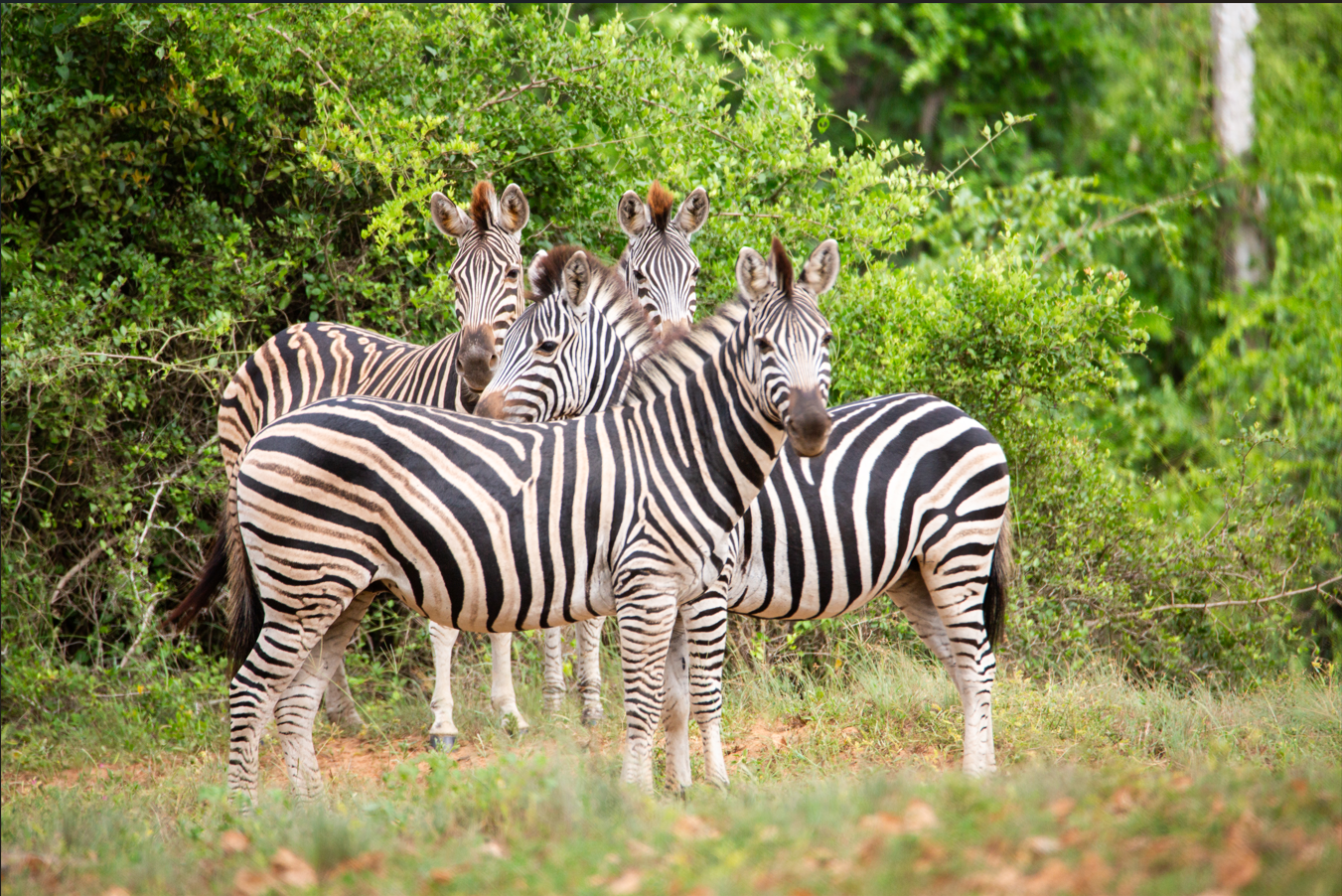 Zebras in Kissama