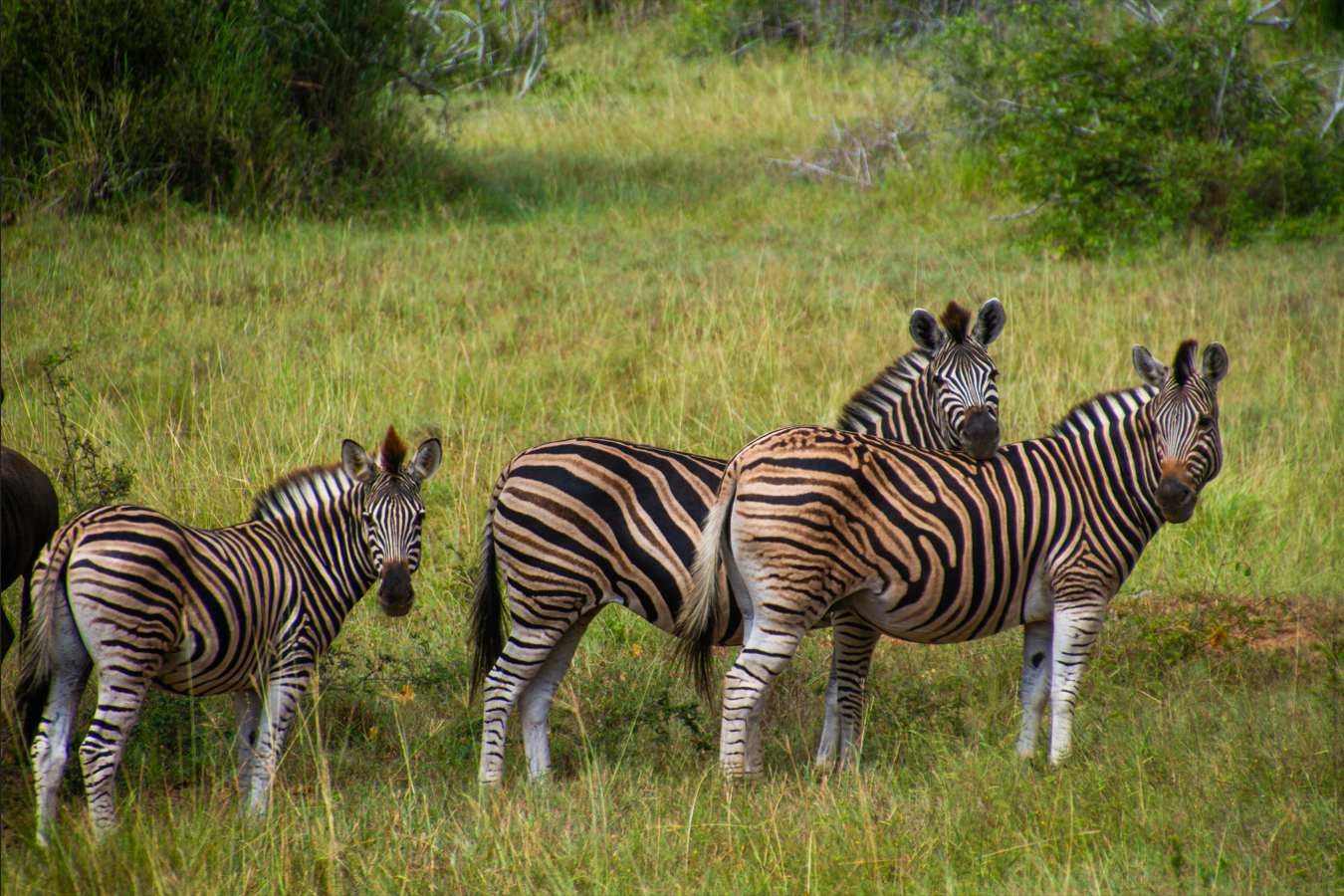 Zebras, Kissama