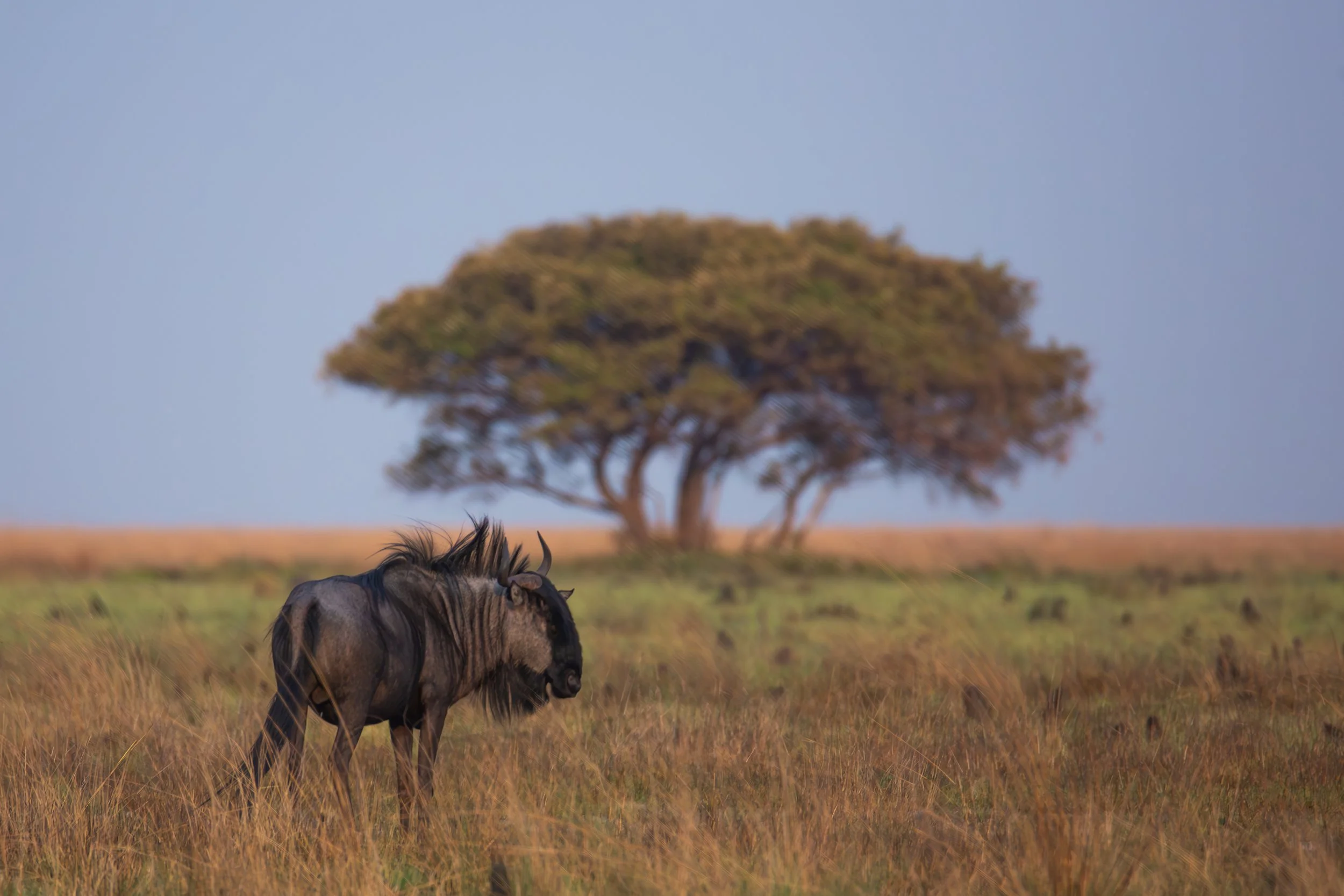 Wildbeest