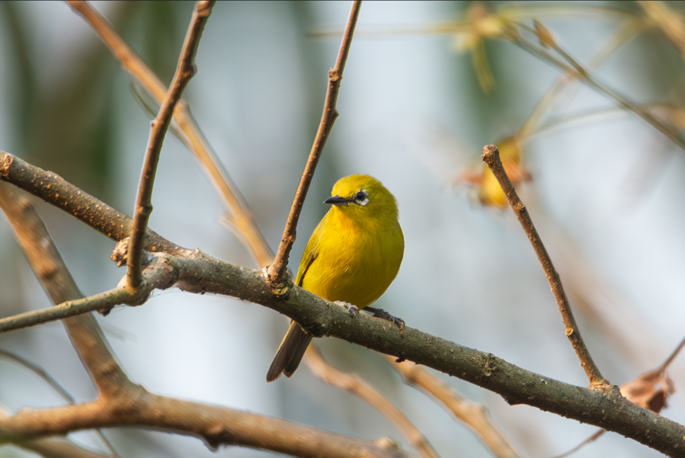 Angola White-eye