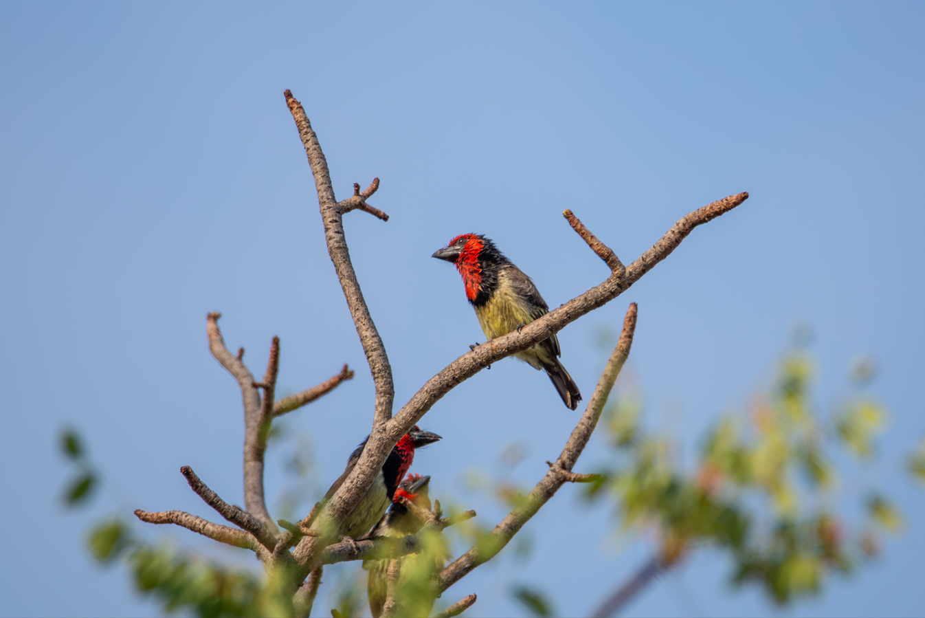 Black Barbet, Angola