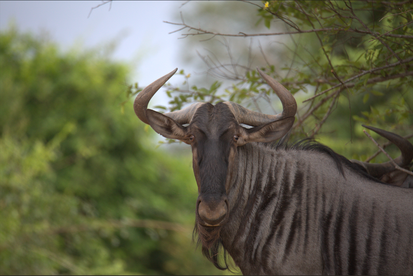 Wildebeest, Kissama 