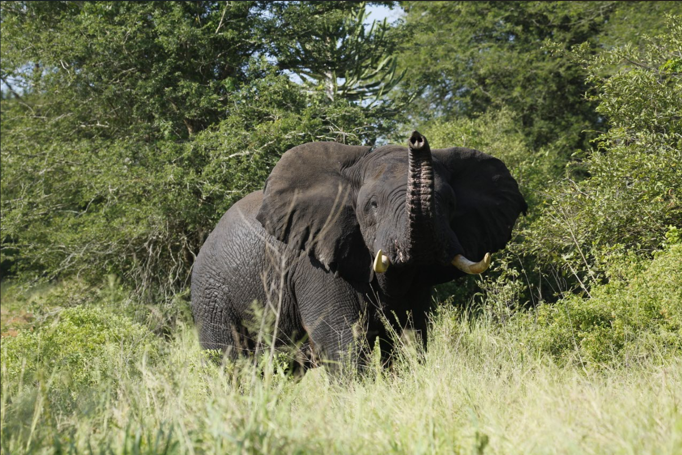 Elephant, Kissama