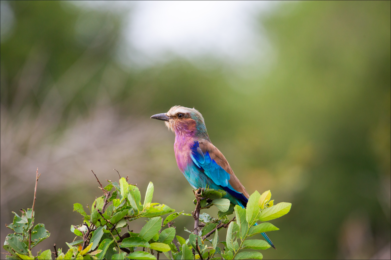 Lilac breasted roller