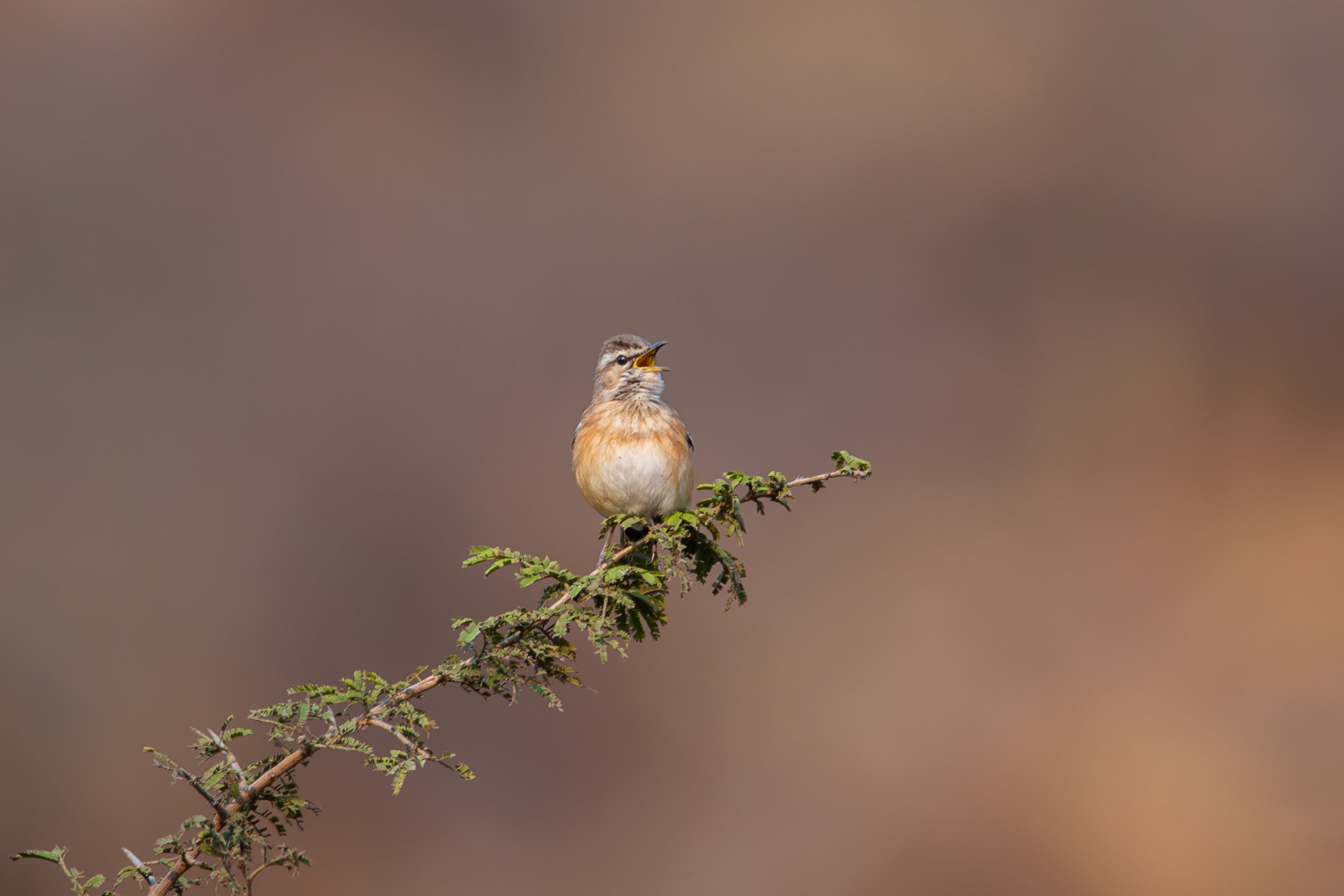 Angola Birding
