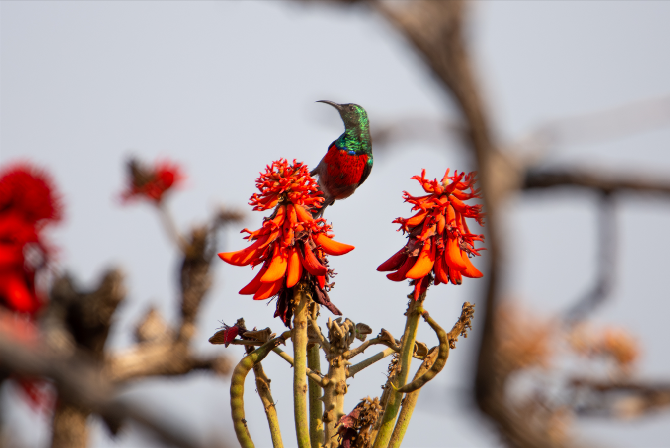 Ludwig’s sunbird, Angola
