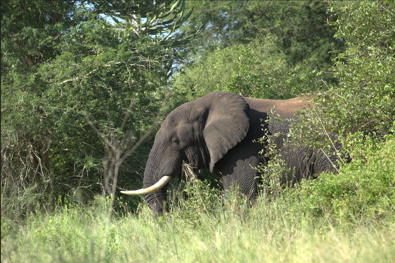 Elephant, Kissama