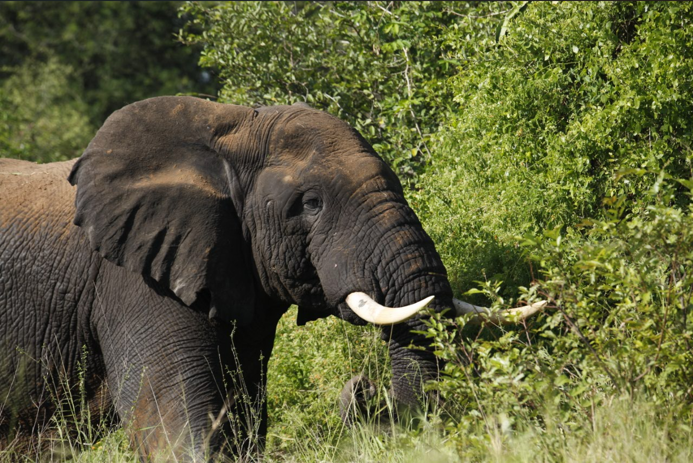 Elephant, Kissama