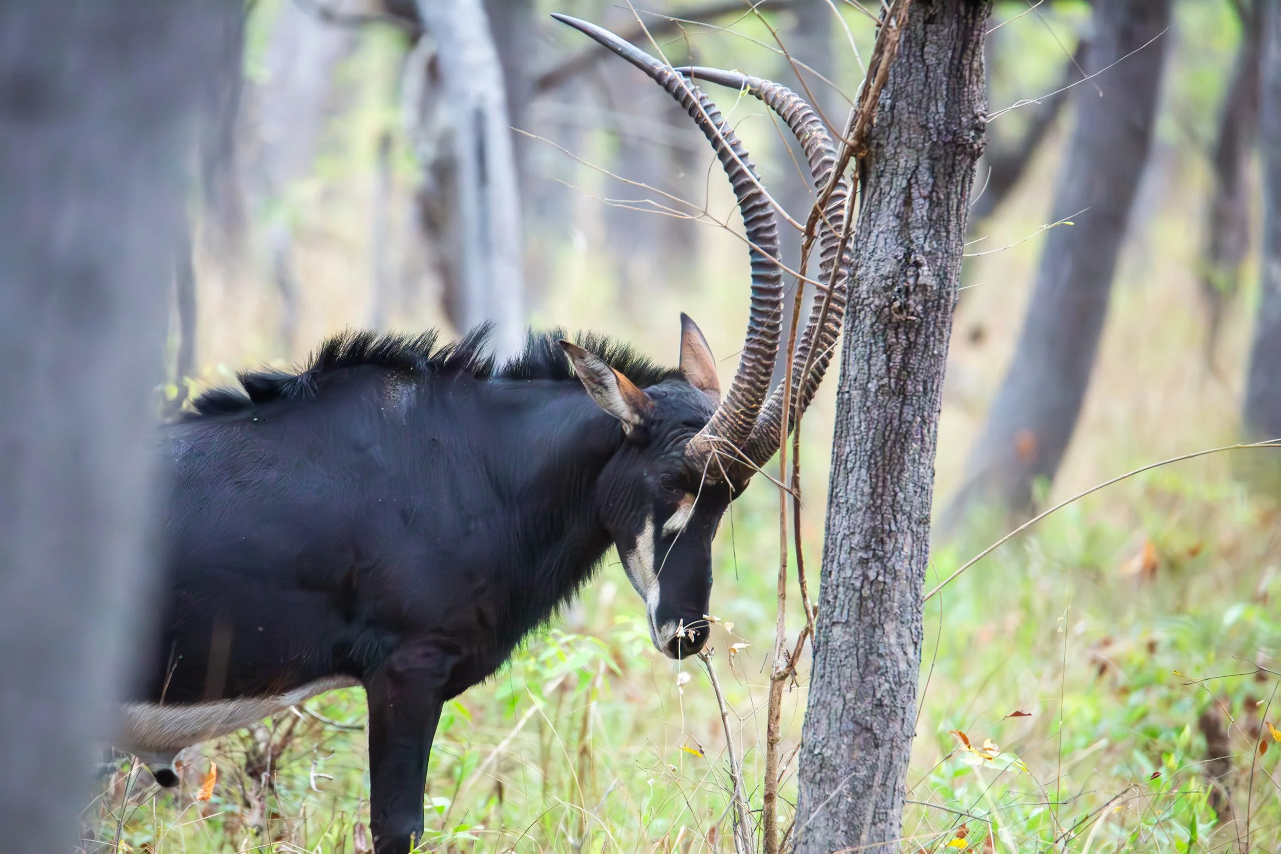 Giant Black Sable, Angola