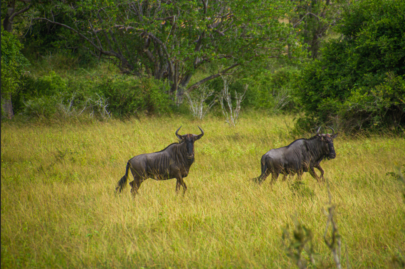 Wildebeest, Kissama