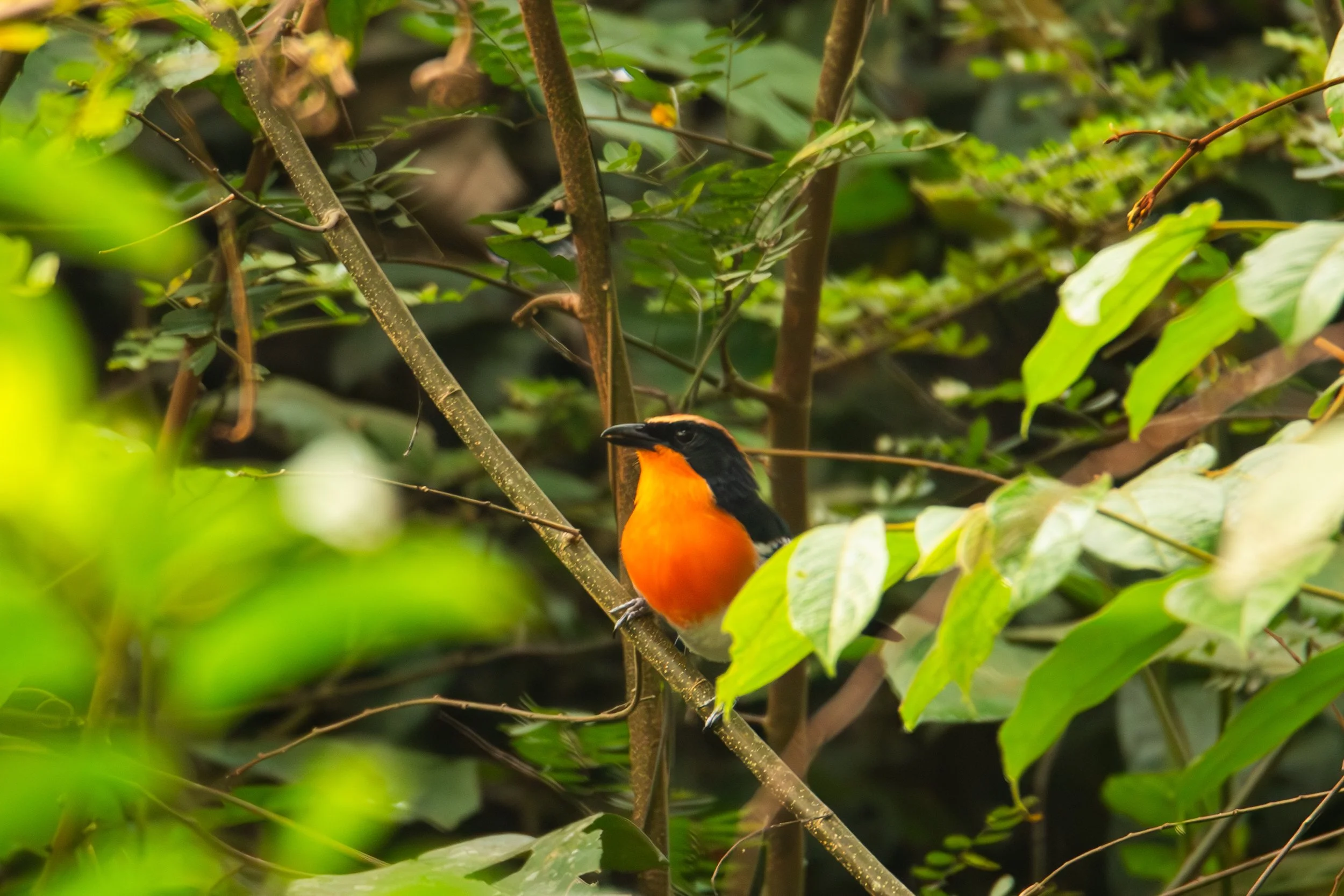 Braun's Bushshrike