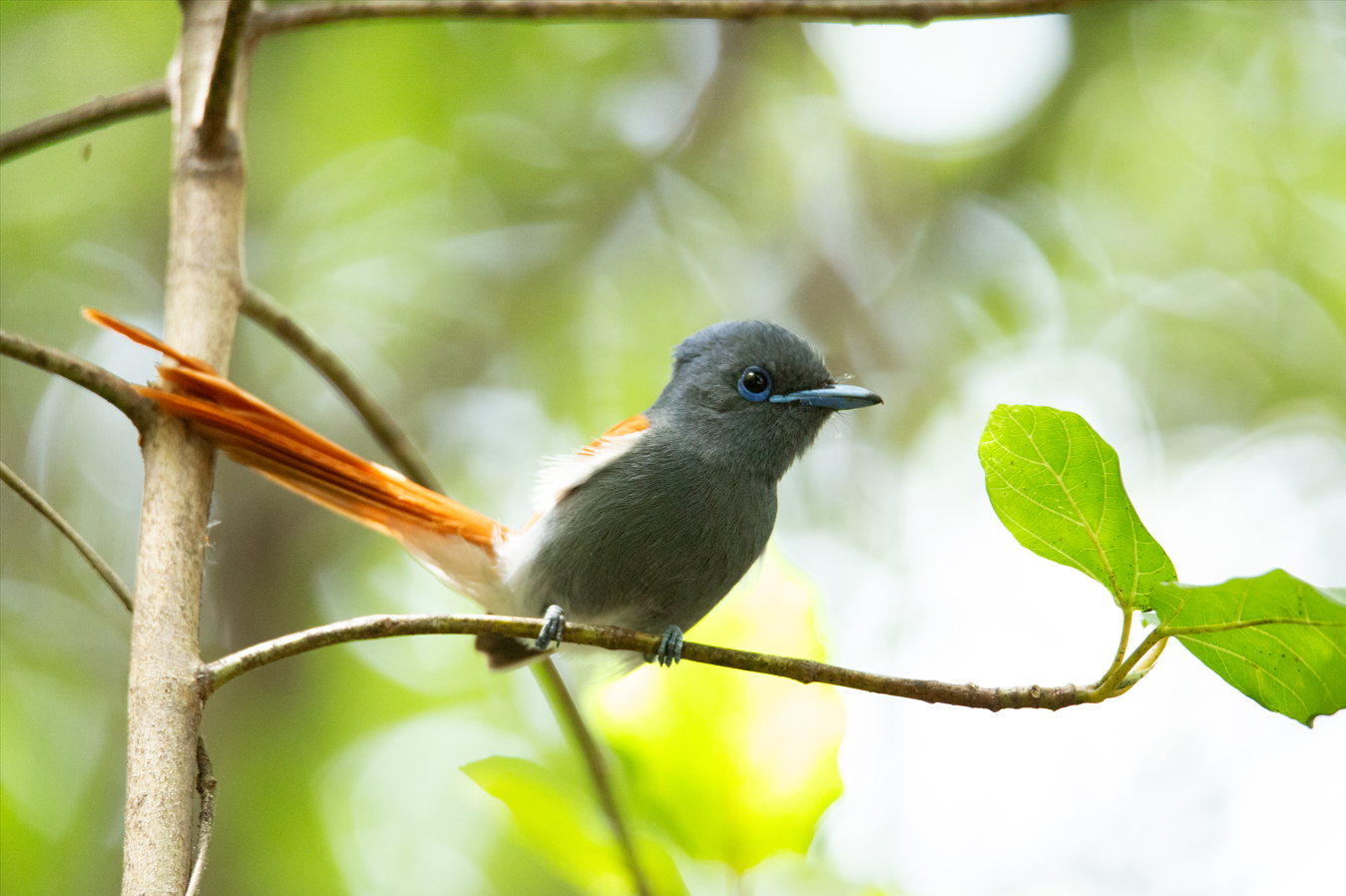 Paradise fly-catcher, Angola