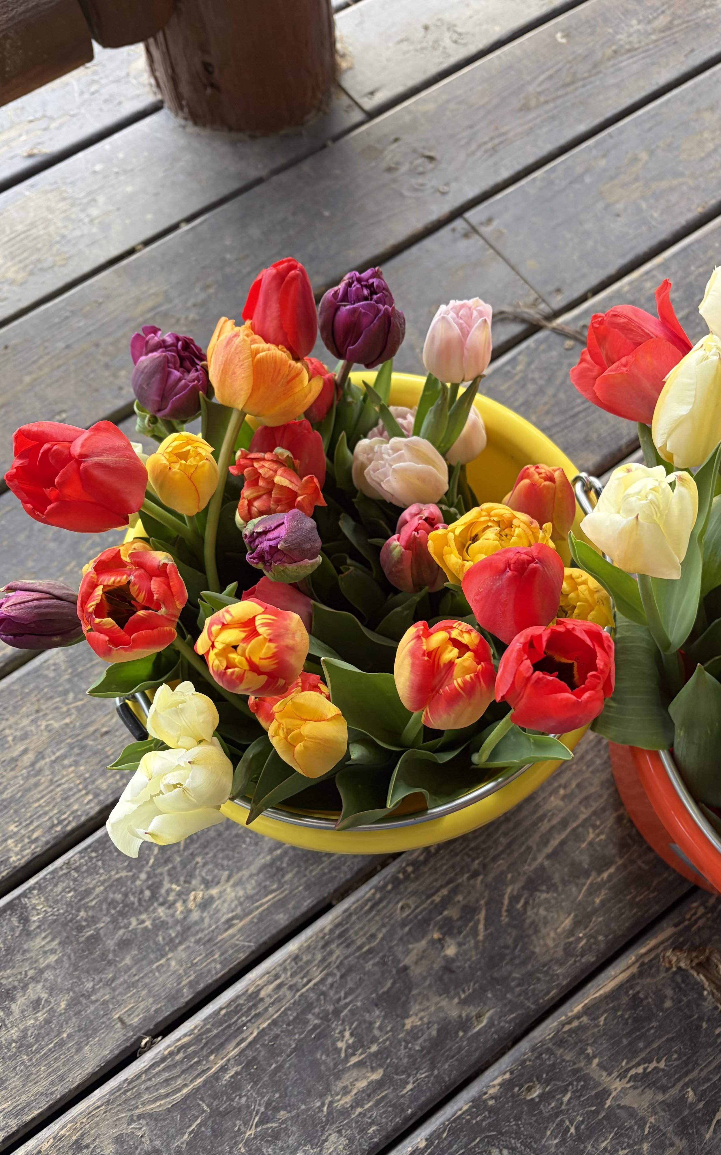 1 Dozen Tulips