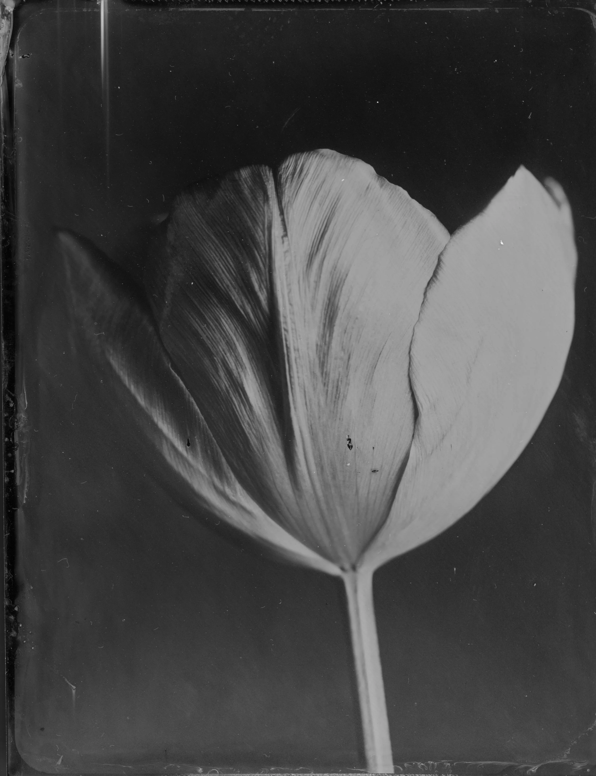 Tulip - 006