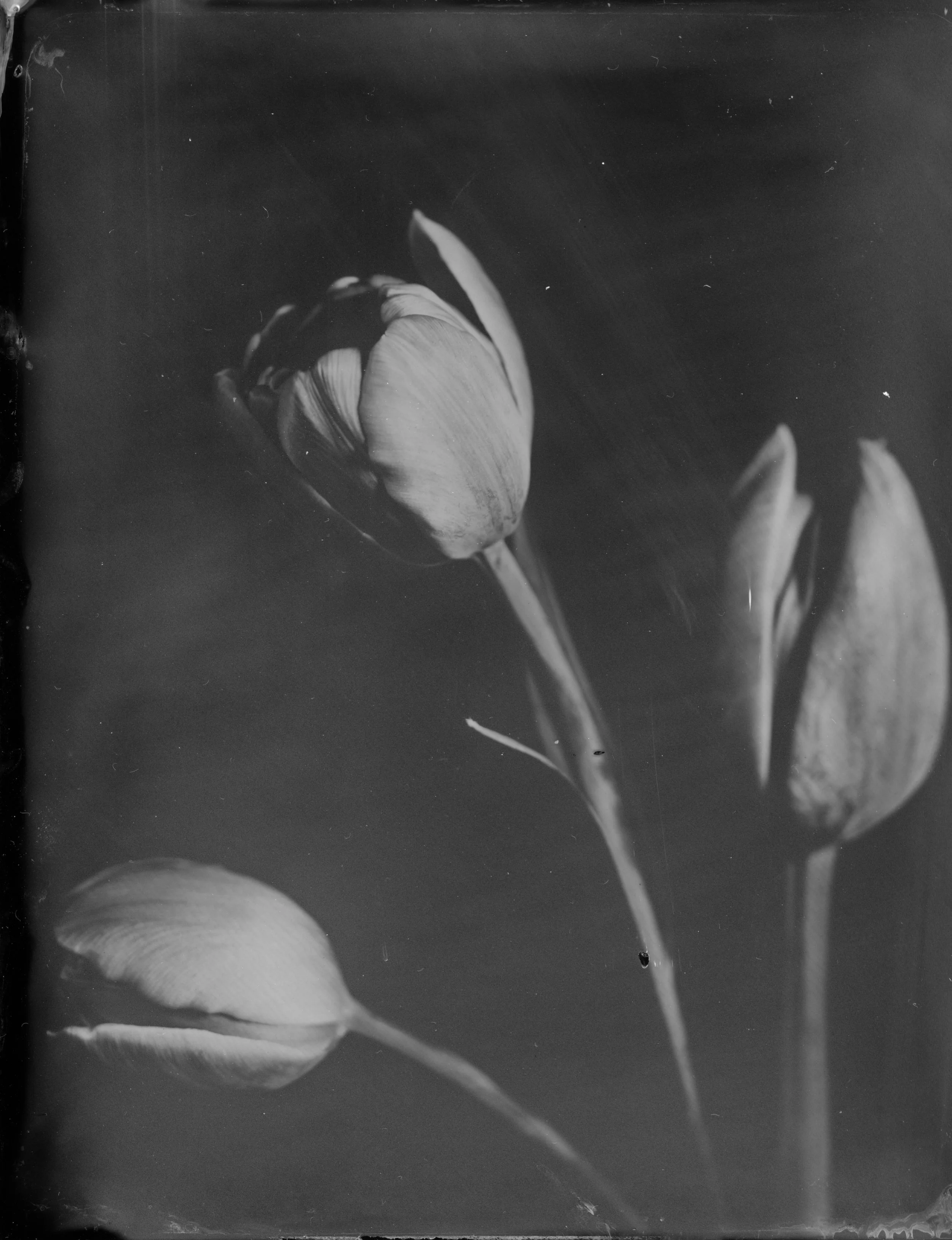 Tulip - 007