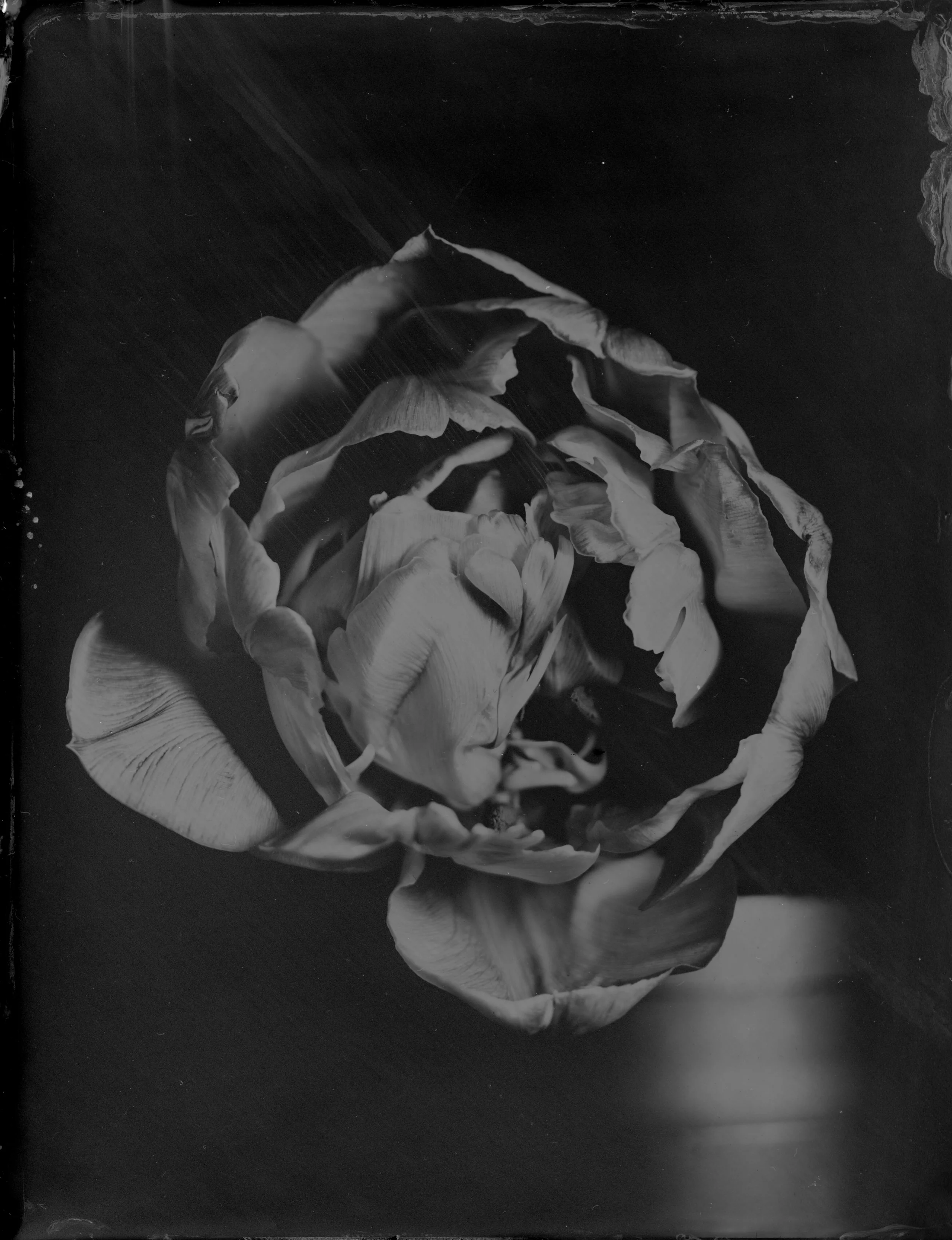 Tulip - 005