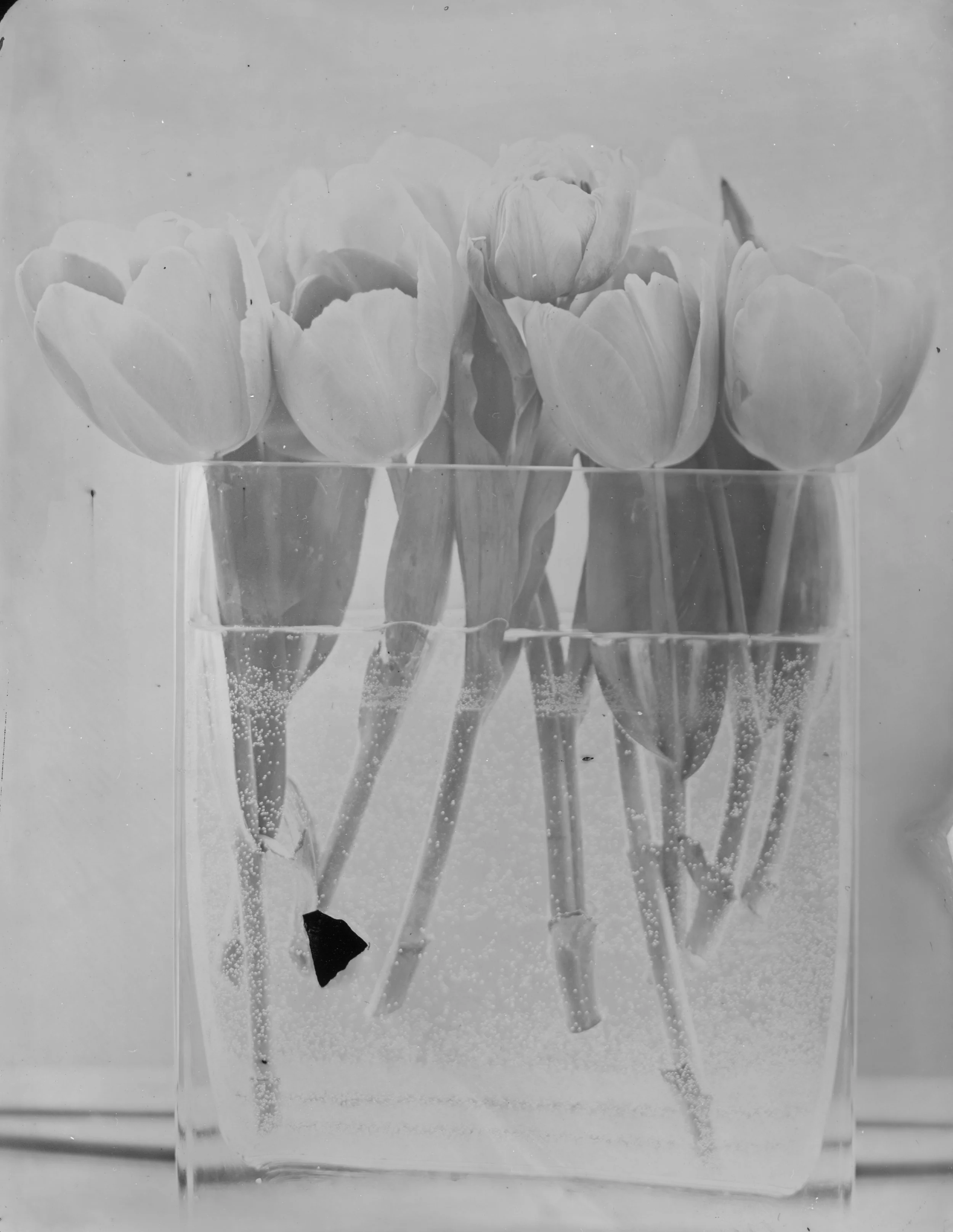 Tulip - 003