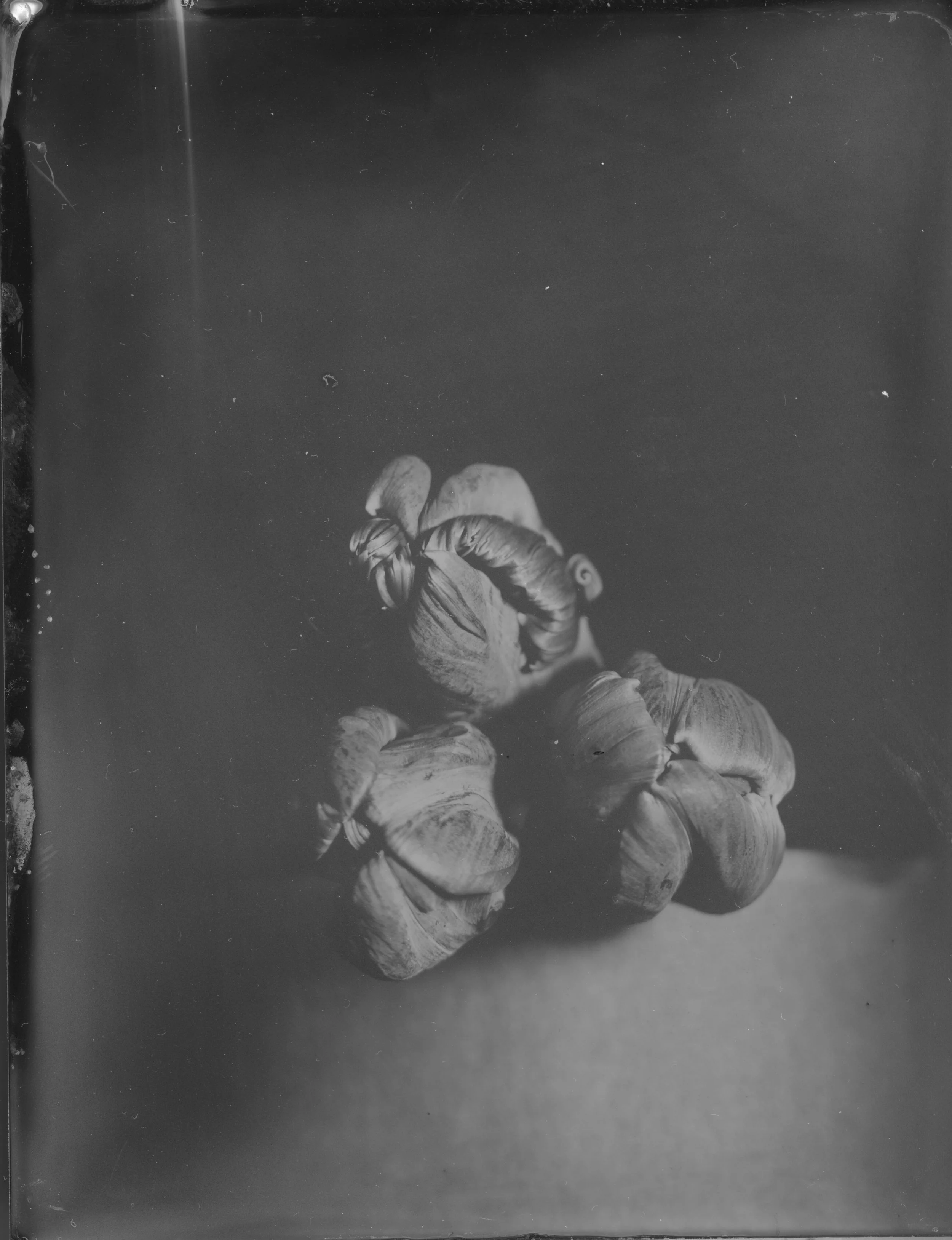 2026-04-20-4x5-TT-tulips 7-websize.jpg