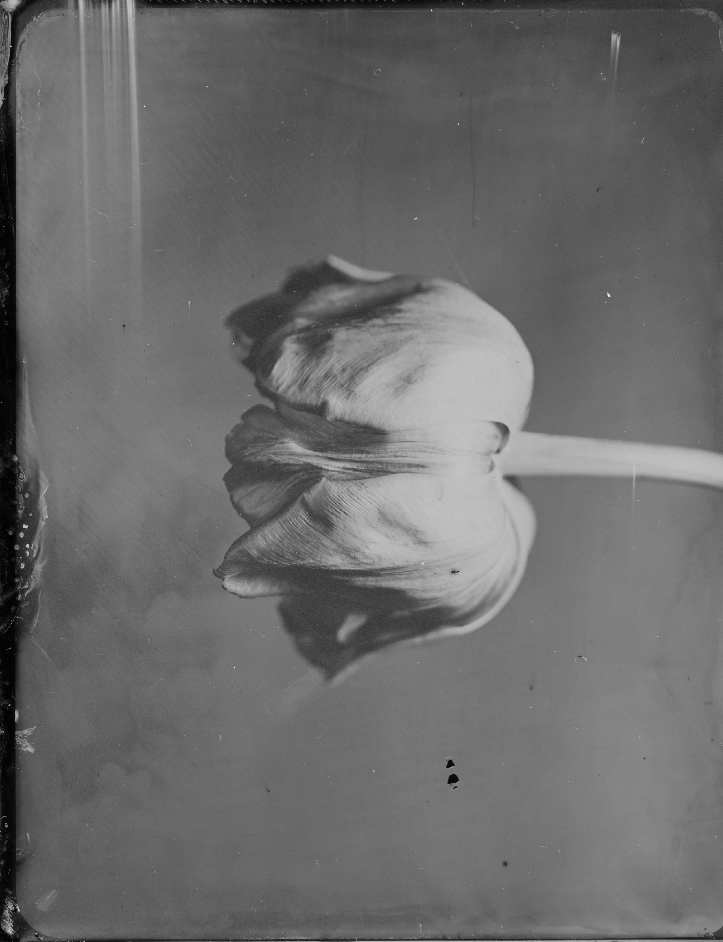 Tulip - 008