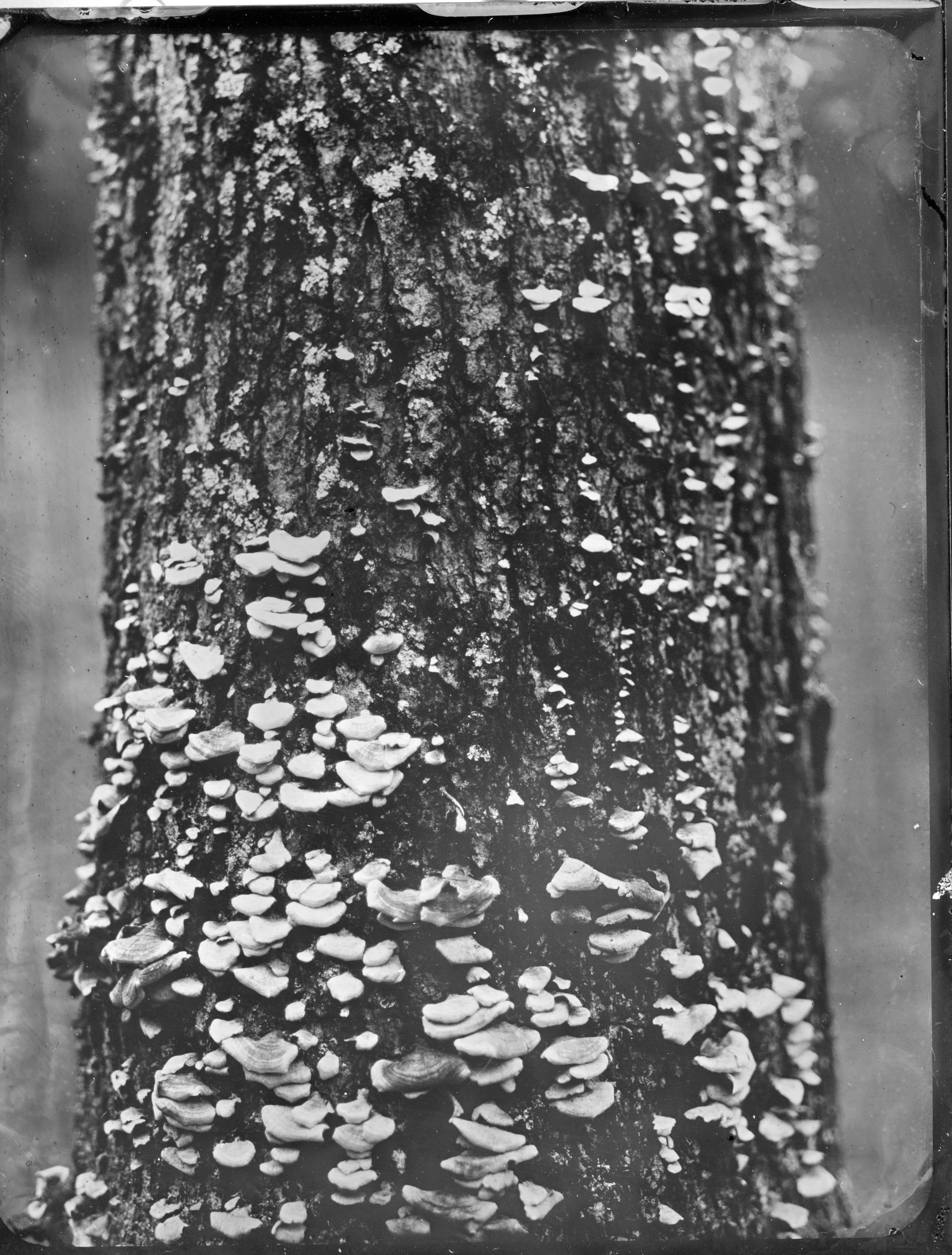2026-04-08-4x5-Tintype--Edit-eras-sized.jpg