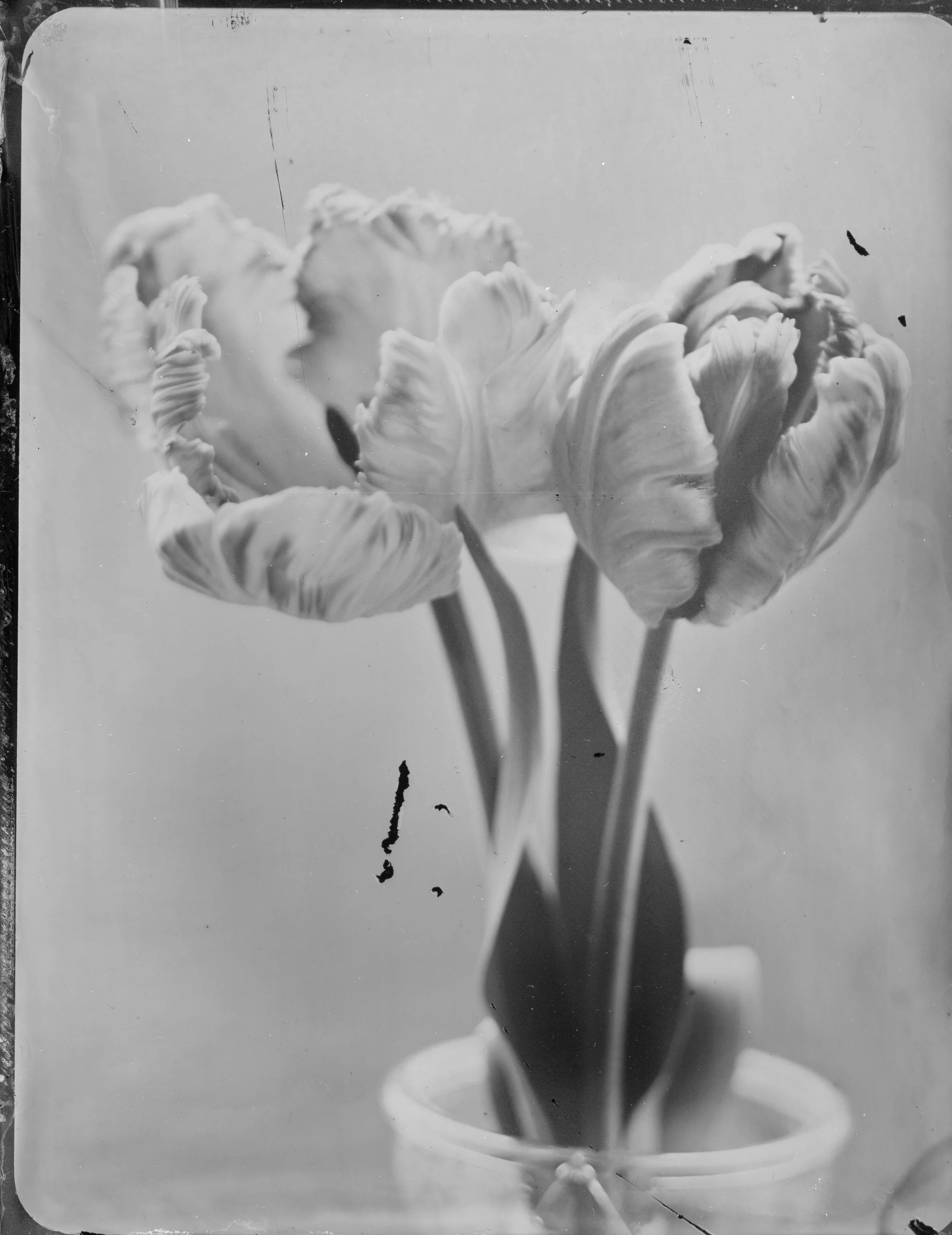 Tulip - 002