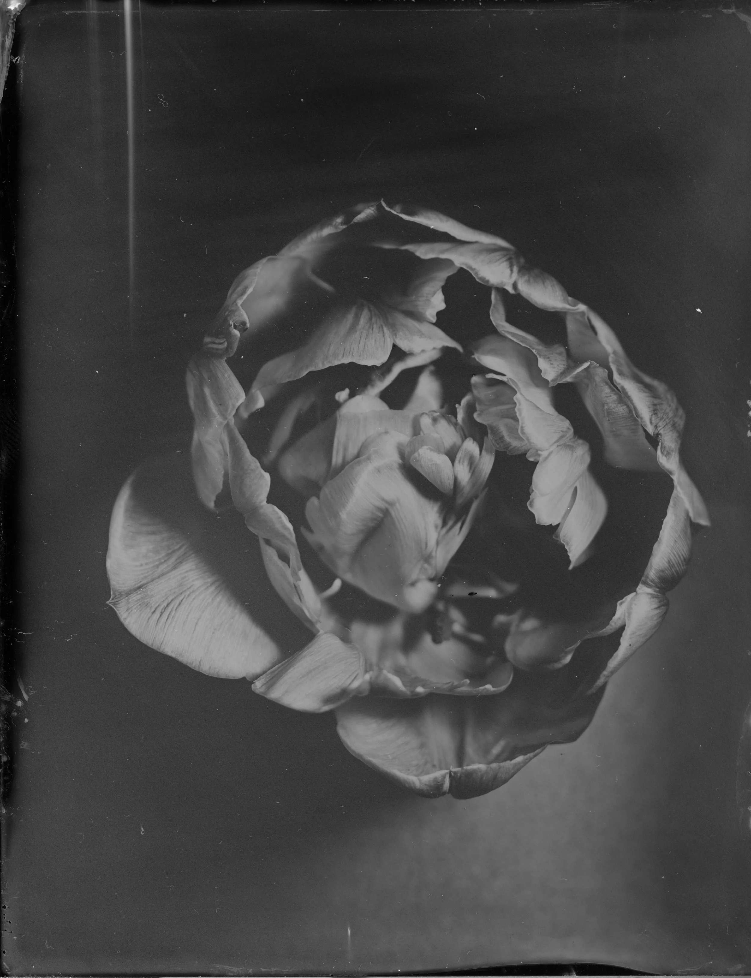 Tulip - 009