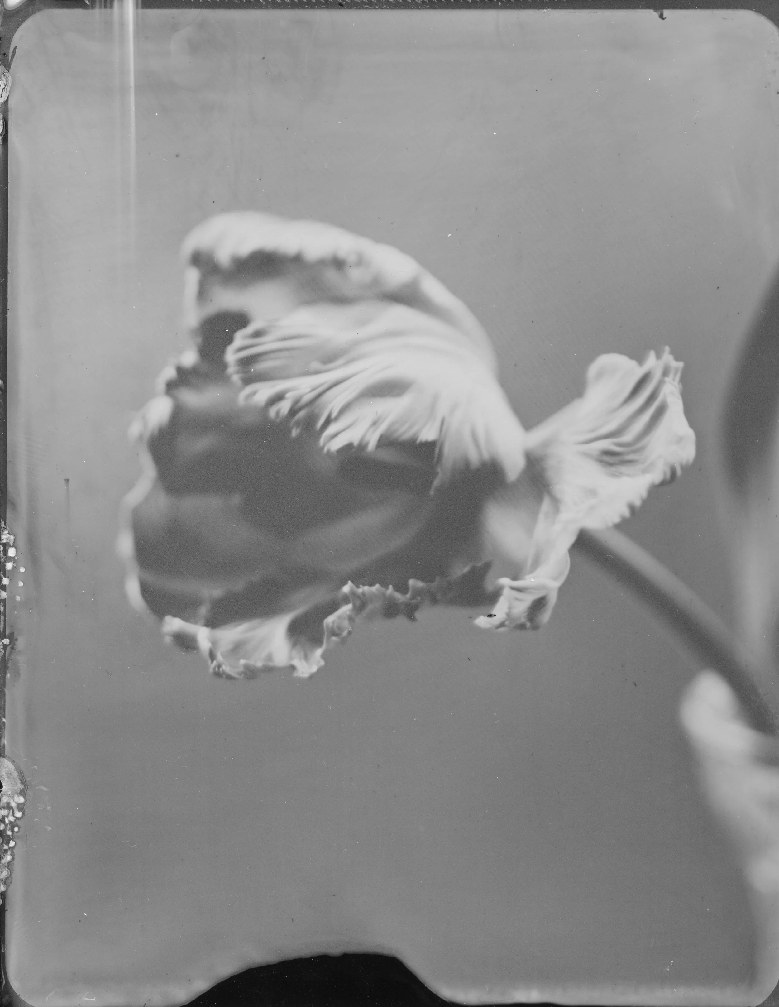 Tulip - 001