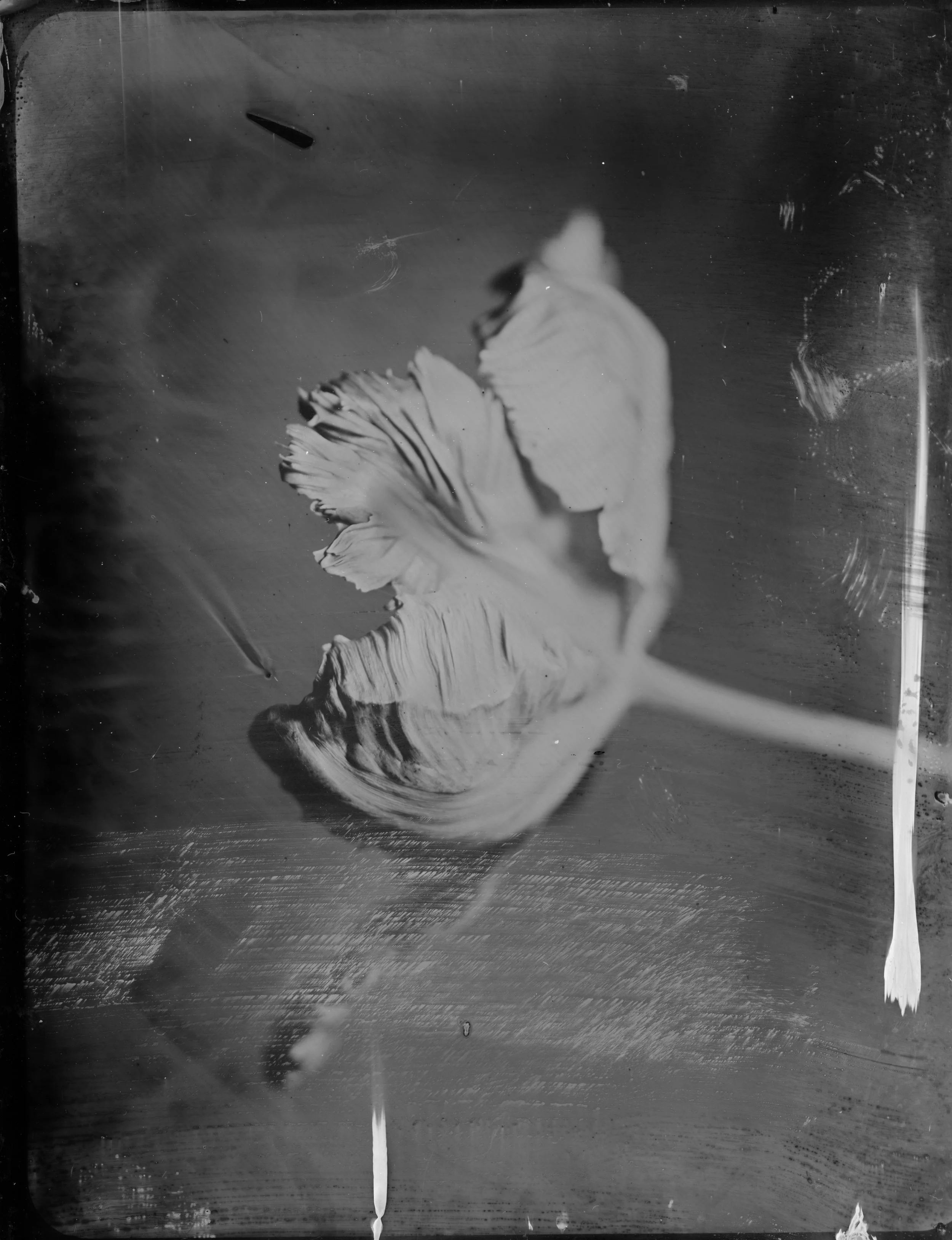 Tulip - 010