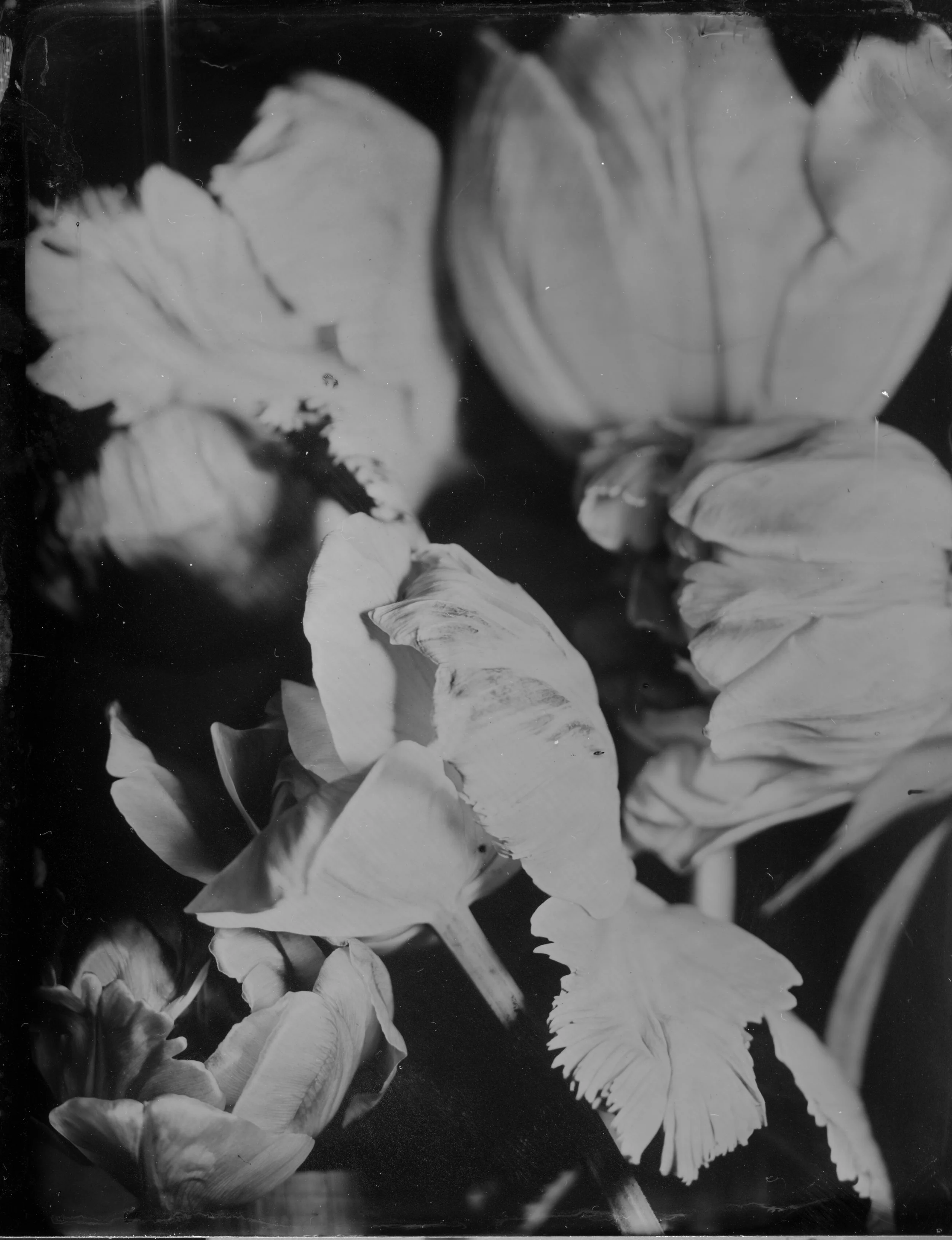 2026-04-20-4x5-TT-tulips 6-websize.jpg