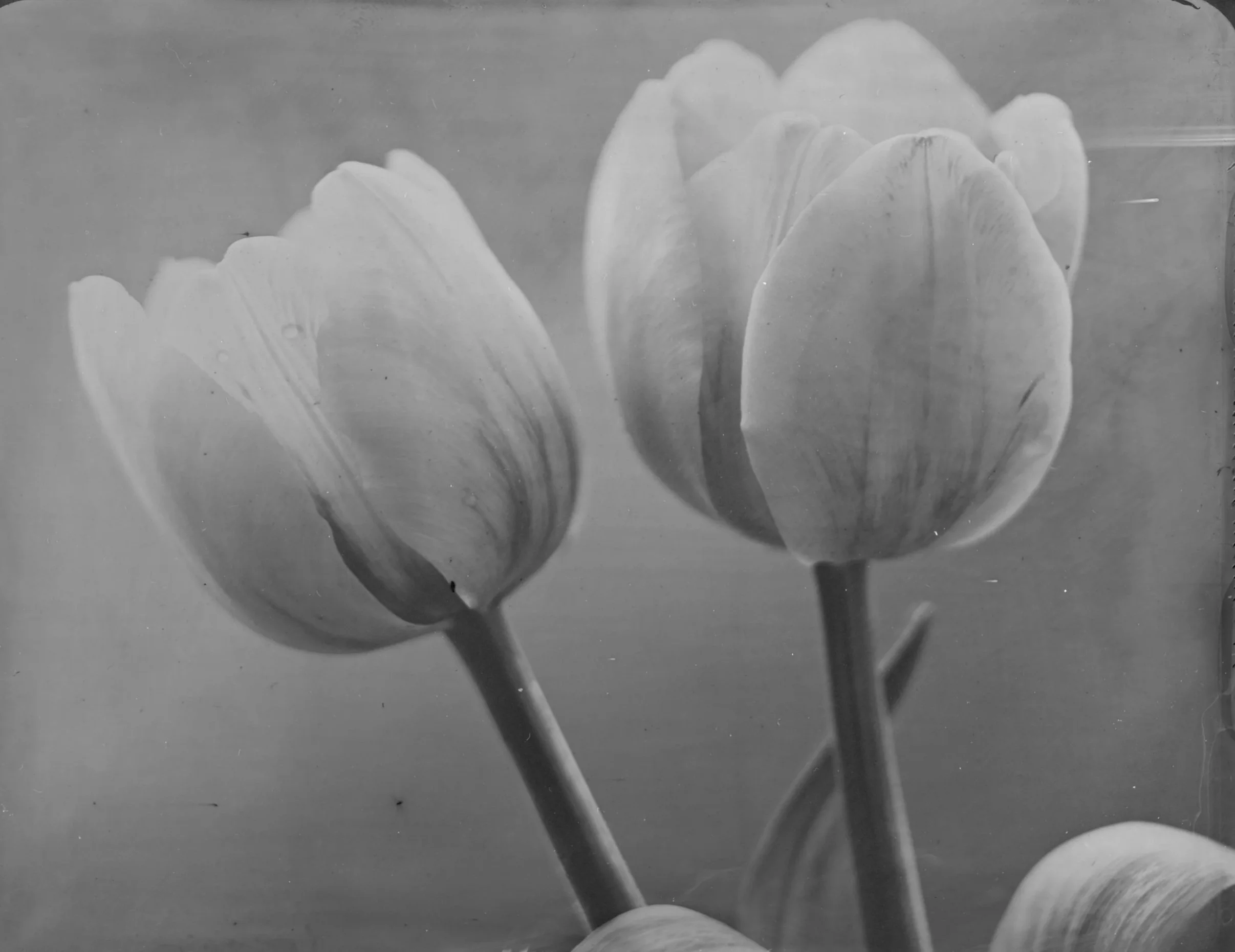 Tulip - 004