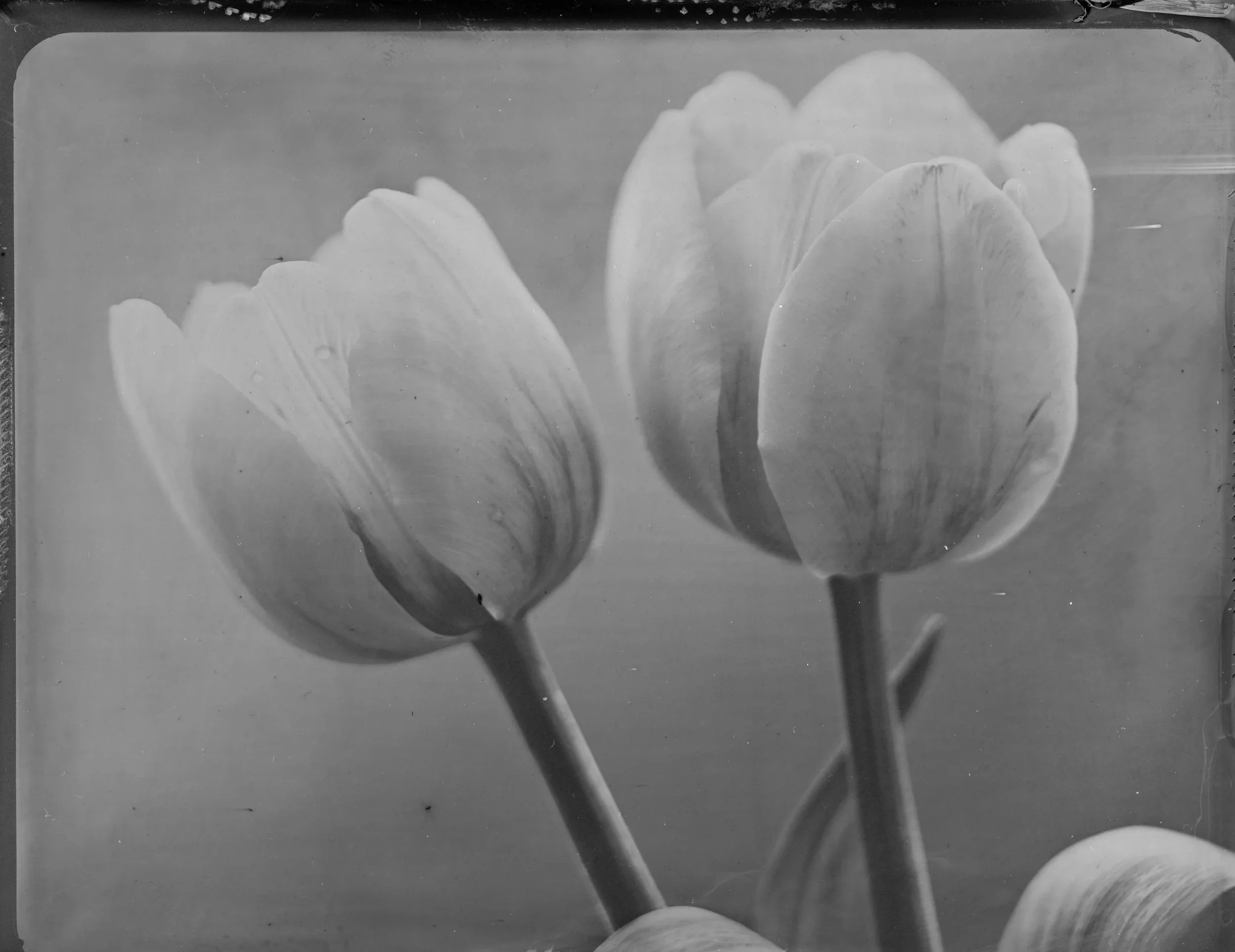 2026-04-17-4x5-Tintype-+3+copy.jpg