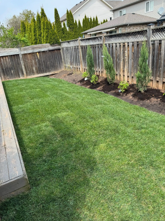 Backyard with a well-maintained grassy lawn, a wooden fence, and a newly planted flower bed with small bushes and tall, narrow evergreen shrubs.