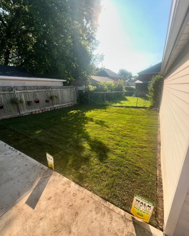Backyard with freshly laid sod, sunlight, trees, a wooden fence on the left, and a house on the right.