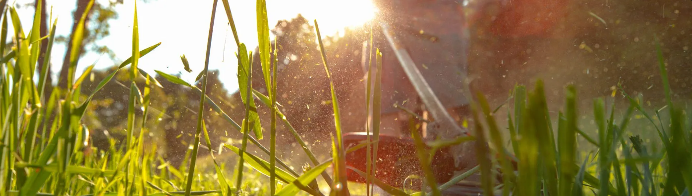 Close-up of green grass at sunrise with sunlight shining through, and a pair of gardening shears cutting the grass.