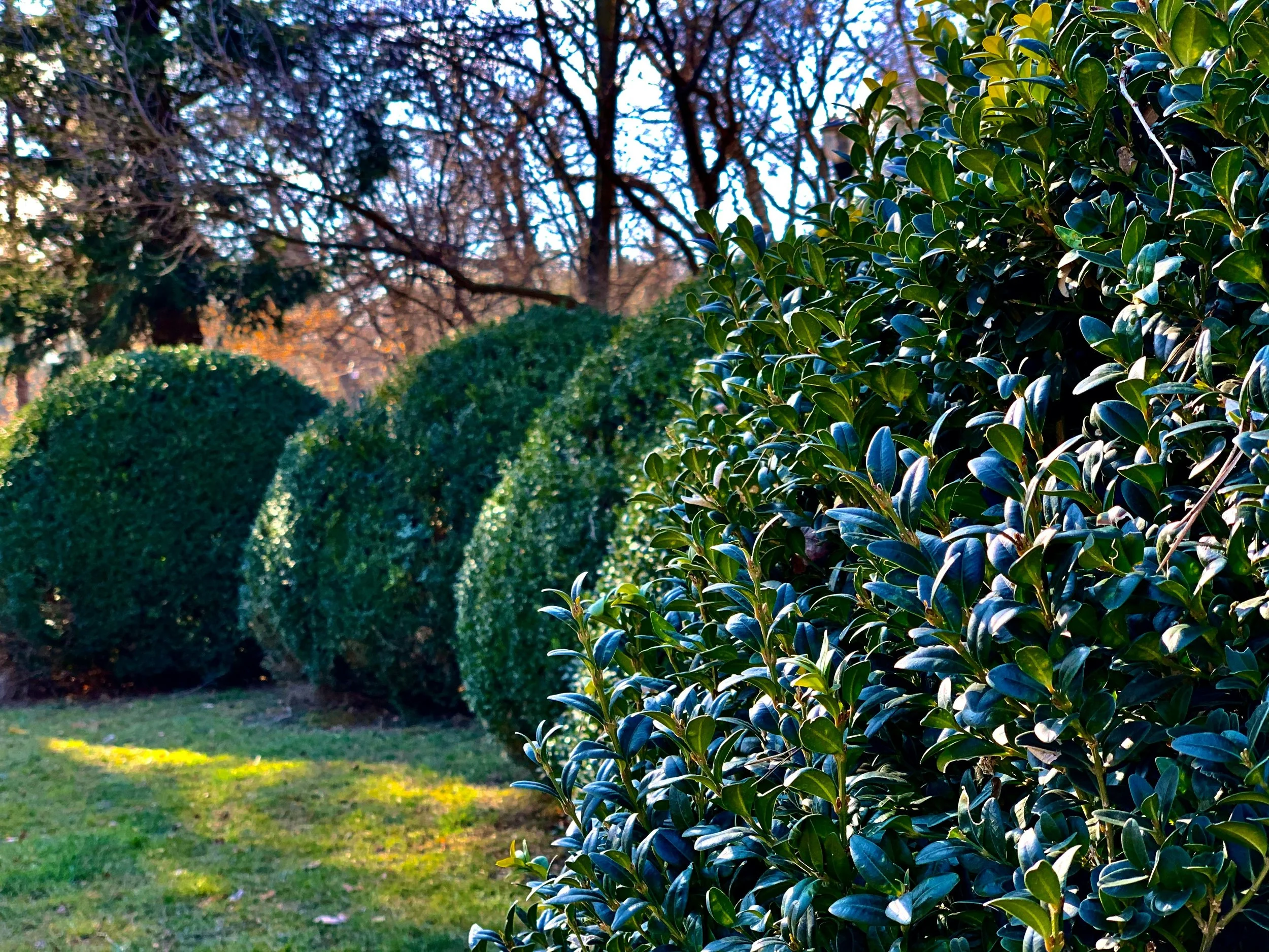 A park scene with well-manicured bushes, trees, and a grassy area, bathed in sunlight.