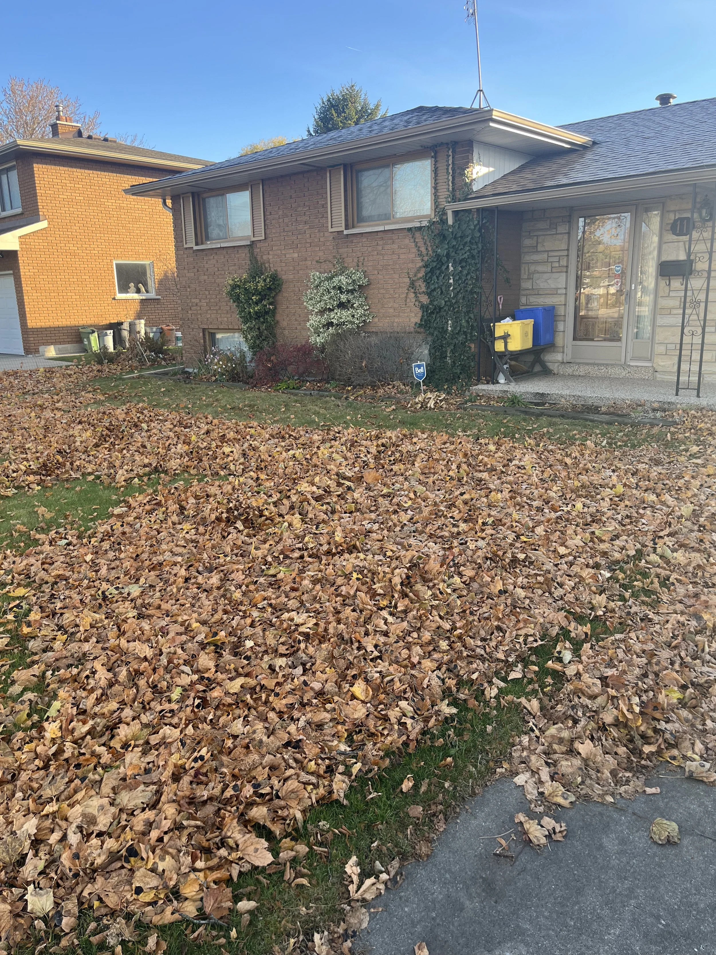 A suburban house with a front yard covered in fallen leaves, a driveway to the right, and various plants and bushes near the house. The sky is clear and sunny.