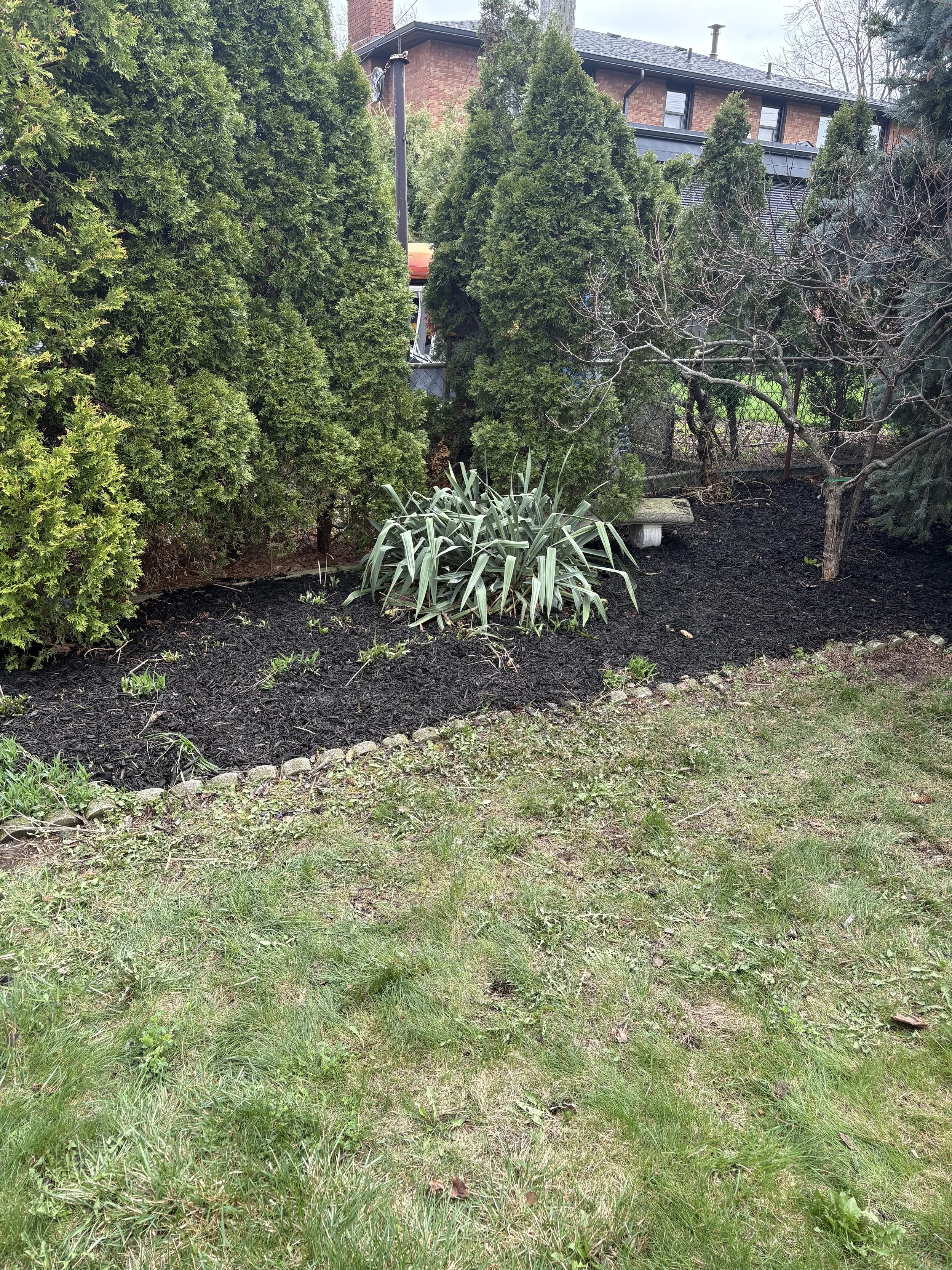 A backyard with green grass, small plants, and a garden bed with dark soil. Tall evergreen trees and some leafless trees are visible, with a house and a wooden fence in the background.