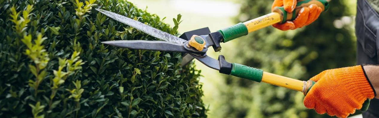 A person trimming a green hedge with garden scissors, wearing orange gloves and working outdoors.
