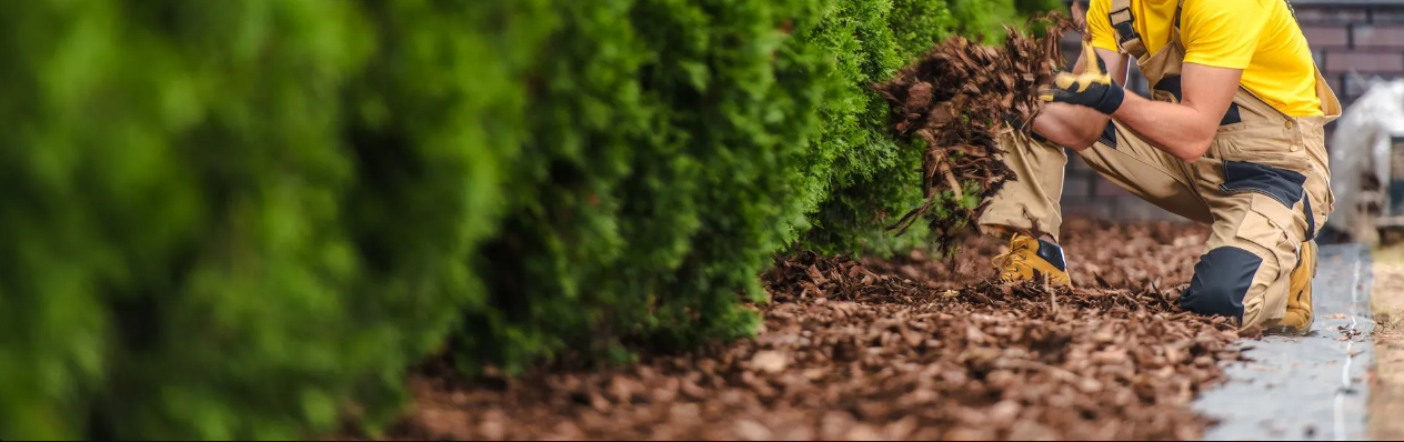 Two workers planting or maintaining shrubs along a garden bed, with mulch on the ground.