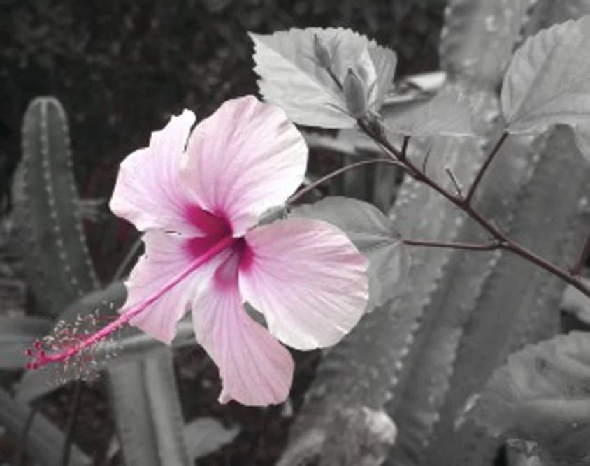 Iris BW.jpg