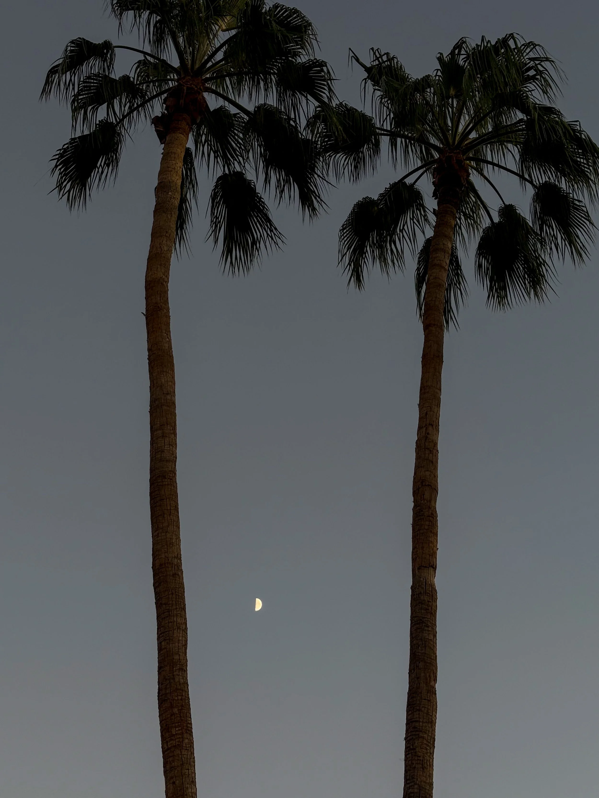 Two tall palm trees with long trunks and green fronds against a dusky sky with a crescent moon.
