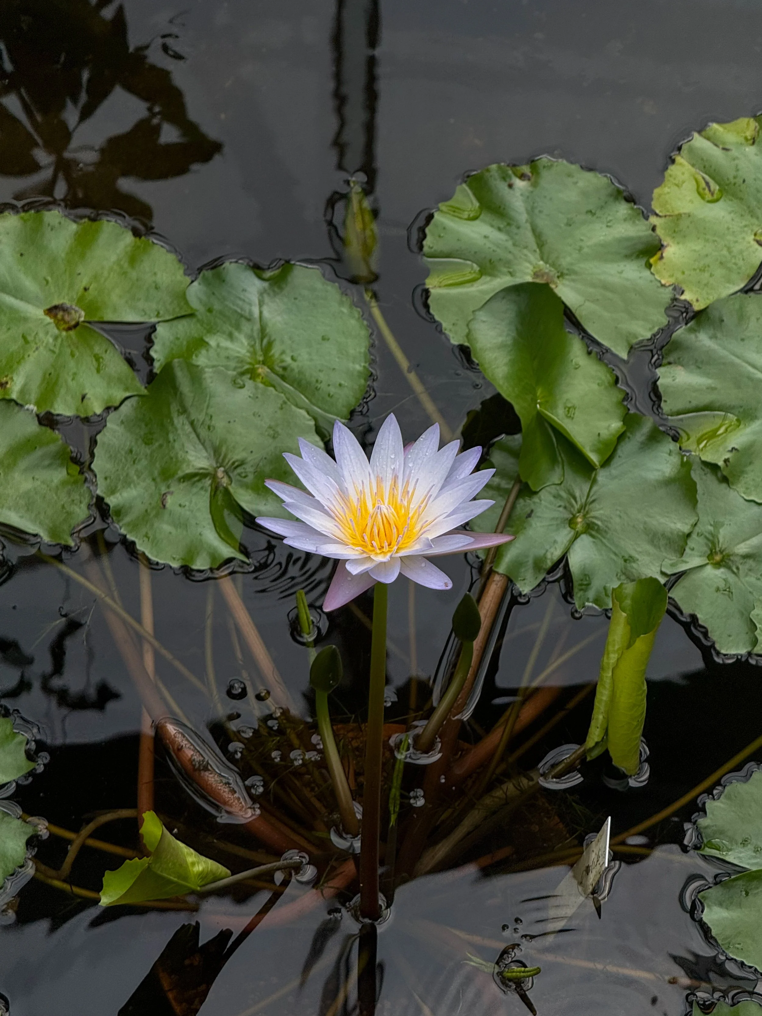 A white water lily with yellow center blooming in a pond surrounded by green lily pads.