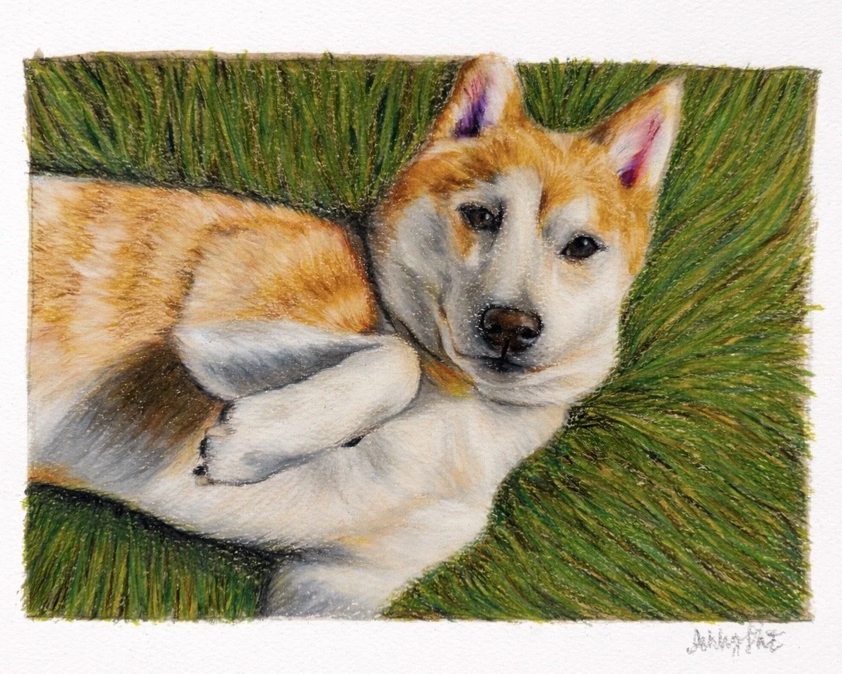 Haru, 2025. 8x6.5 in, Colored pencil on paper