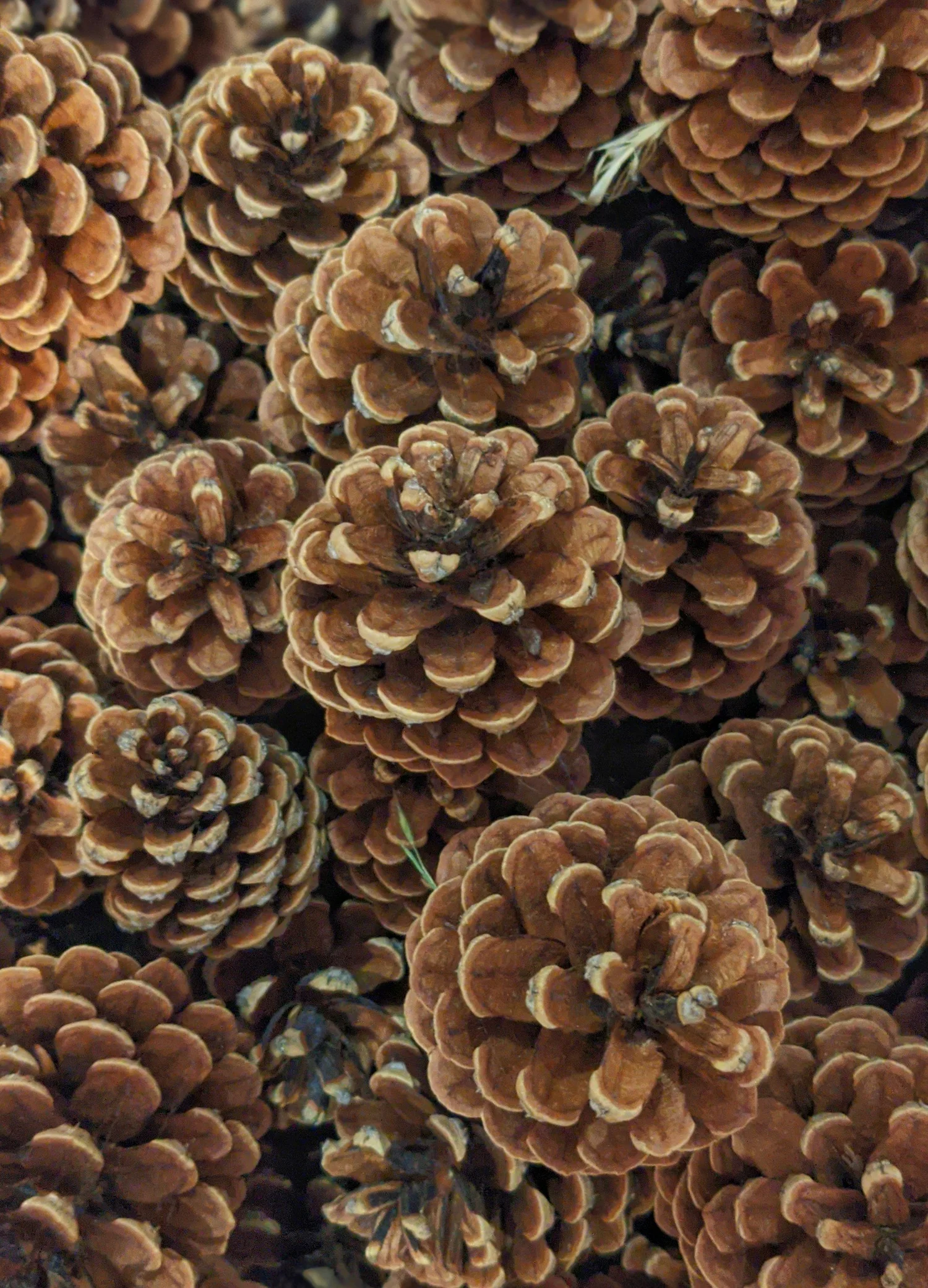 A pinecone, closed and patient