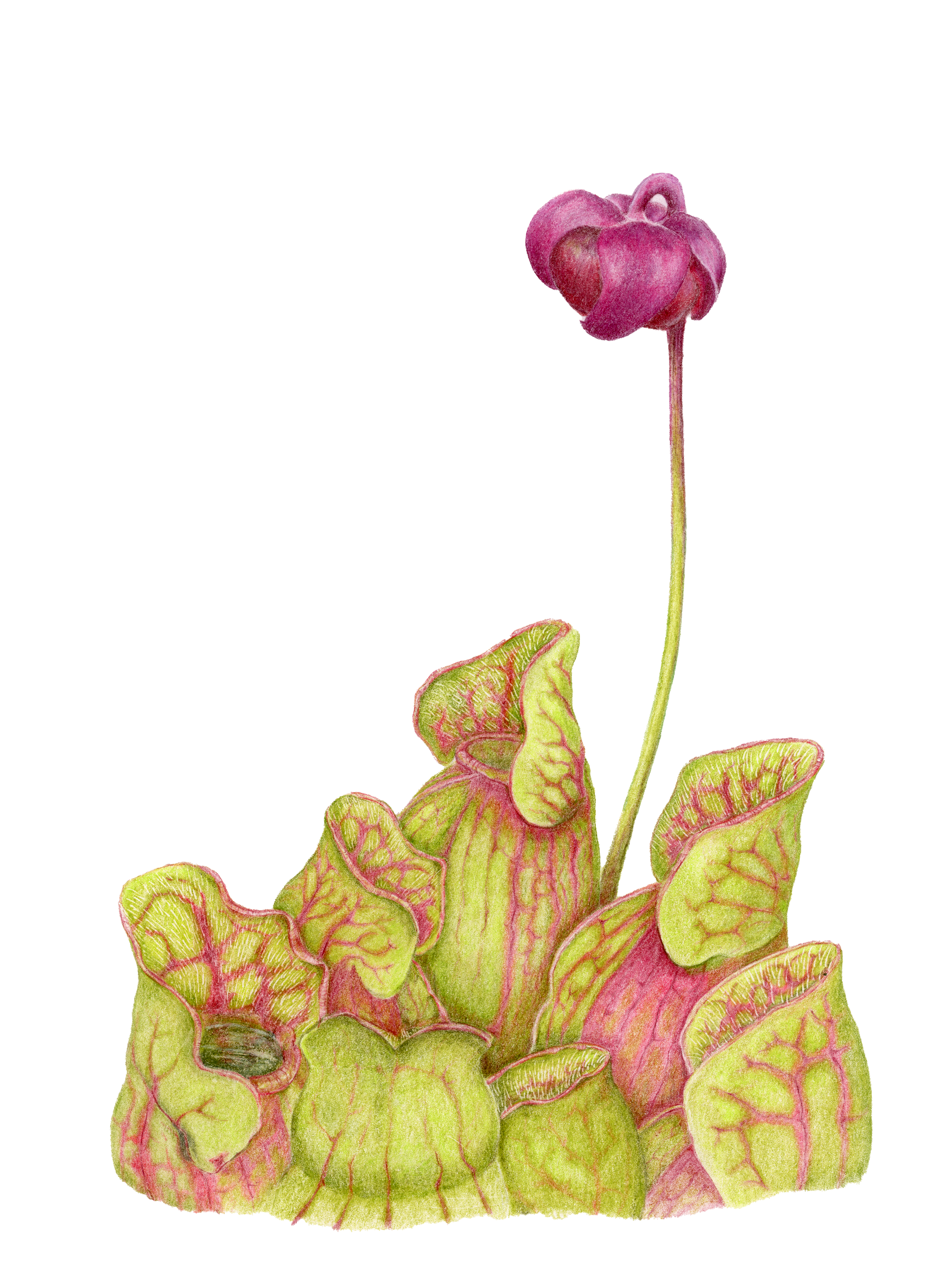 Sharon Casapulla, Purple Pitcher Plants
. Colored pencil on paper.