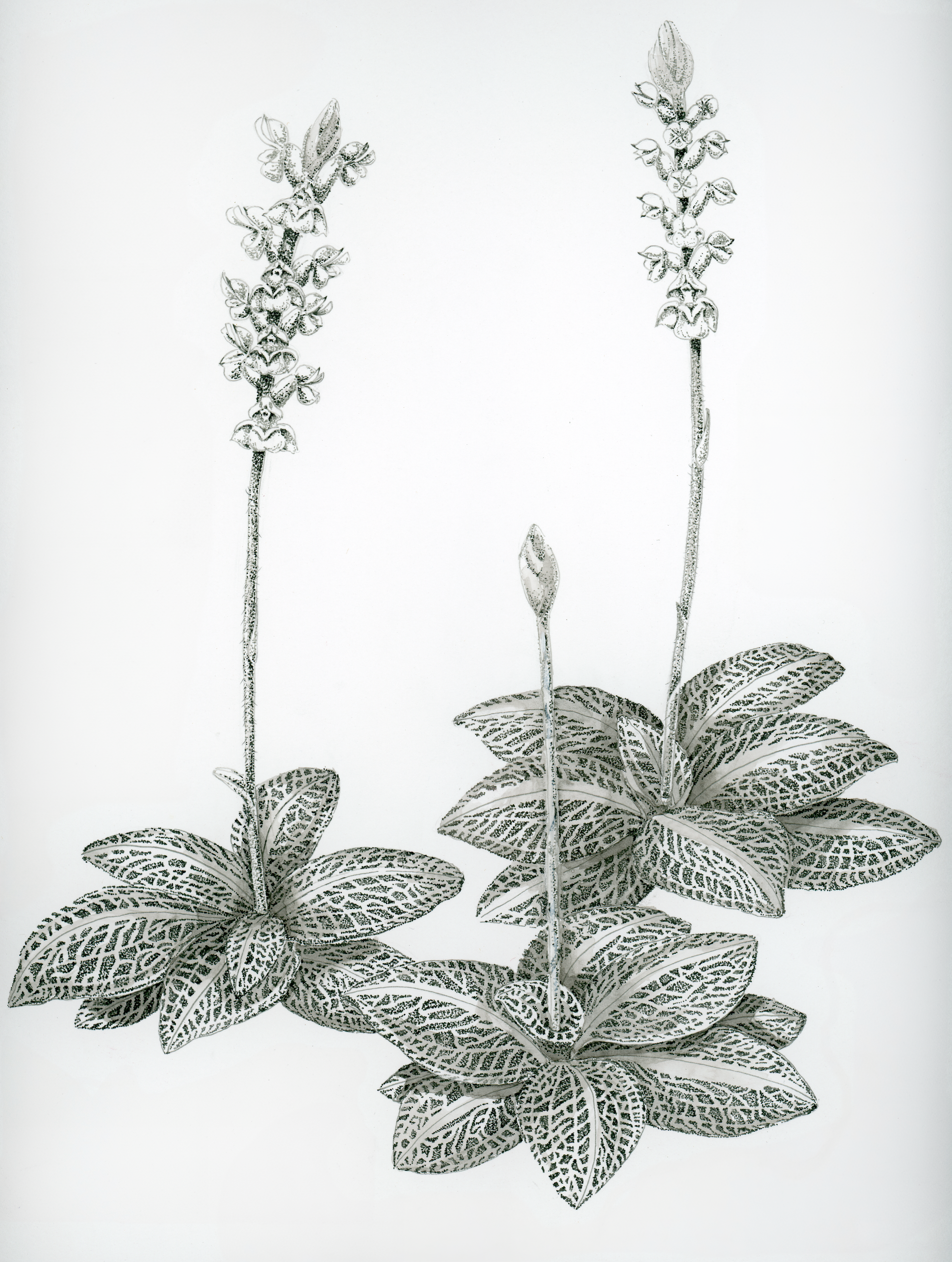 Sharon Casapulla, Rattlesnake Plantain Orchid. pen/ink on paper.