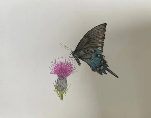 Sharon Casapulla, Spicebush Swallowtail Butterfly. Colored pencil on paper.