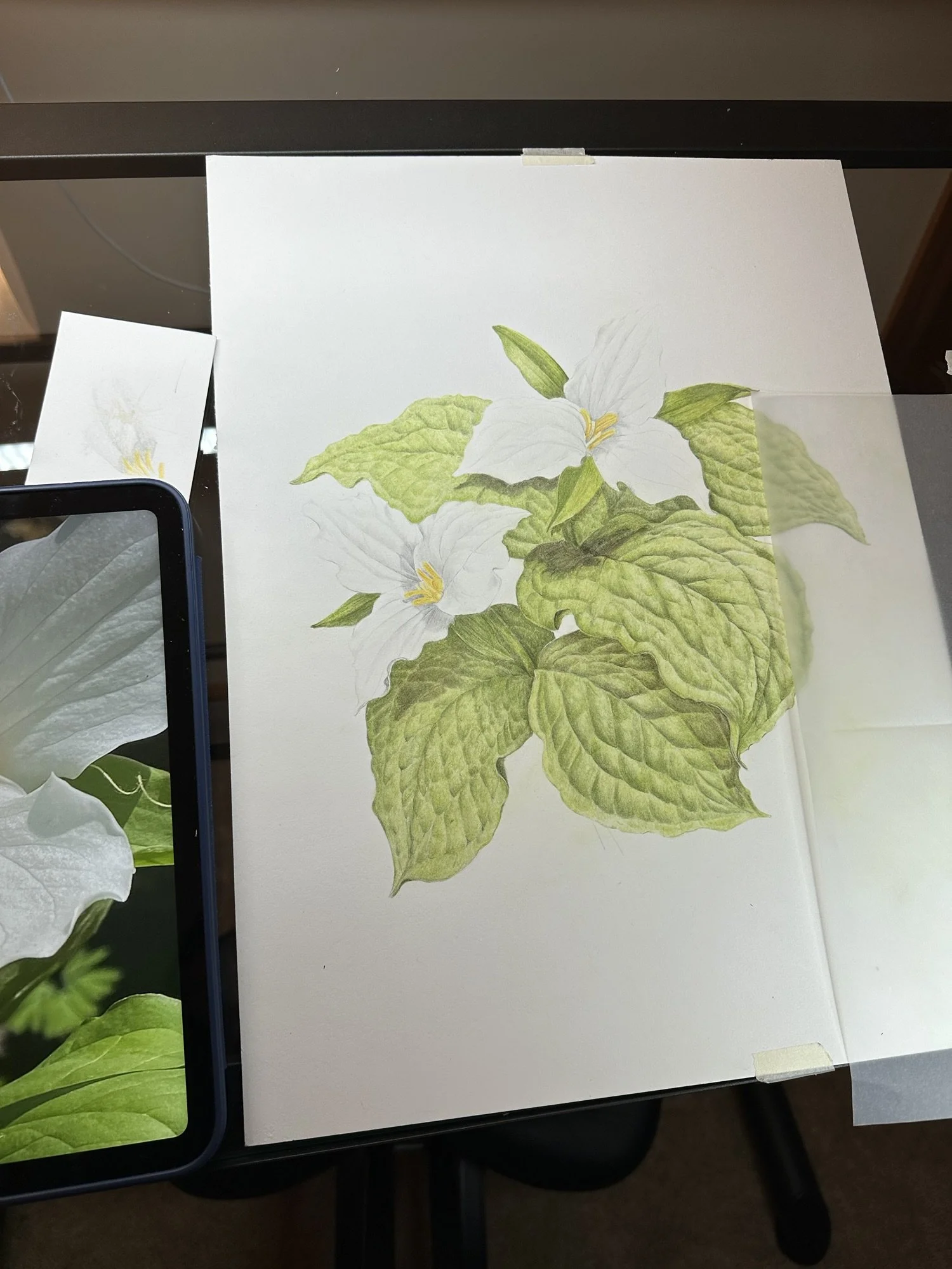 Sharon Casapulla, Great White Trillium. Colored pencil on paper.