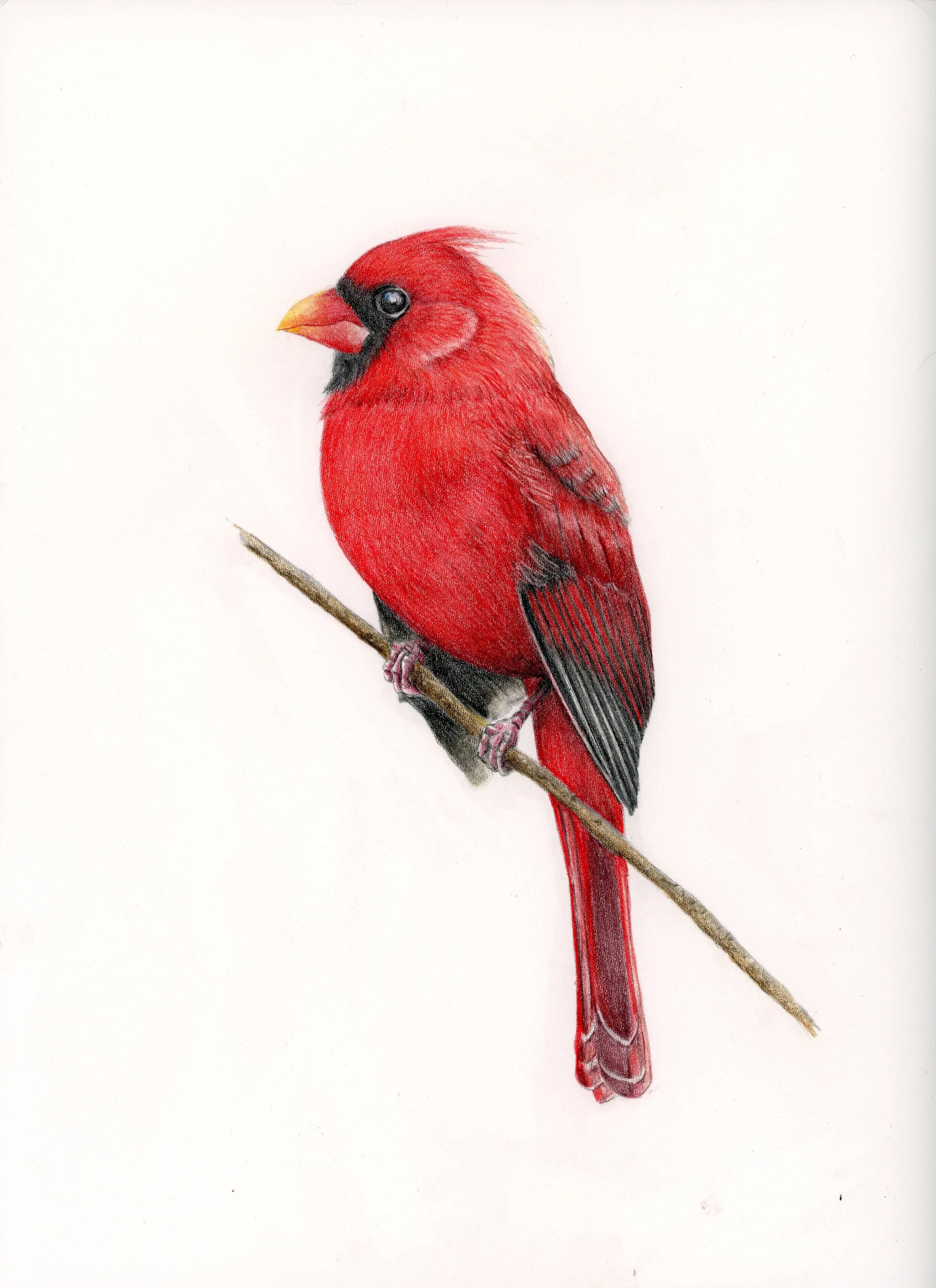Sharon Casapulla, Nothern Cardinal. Colored pencil on paper.