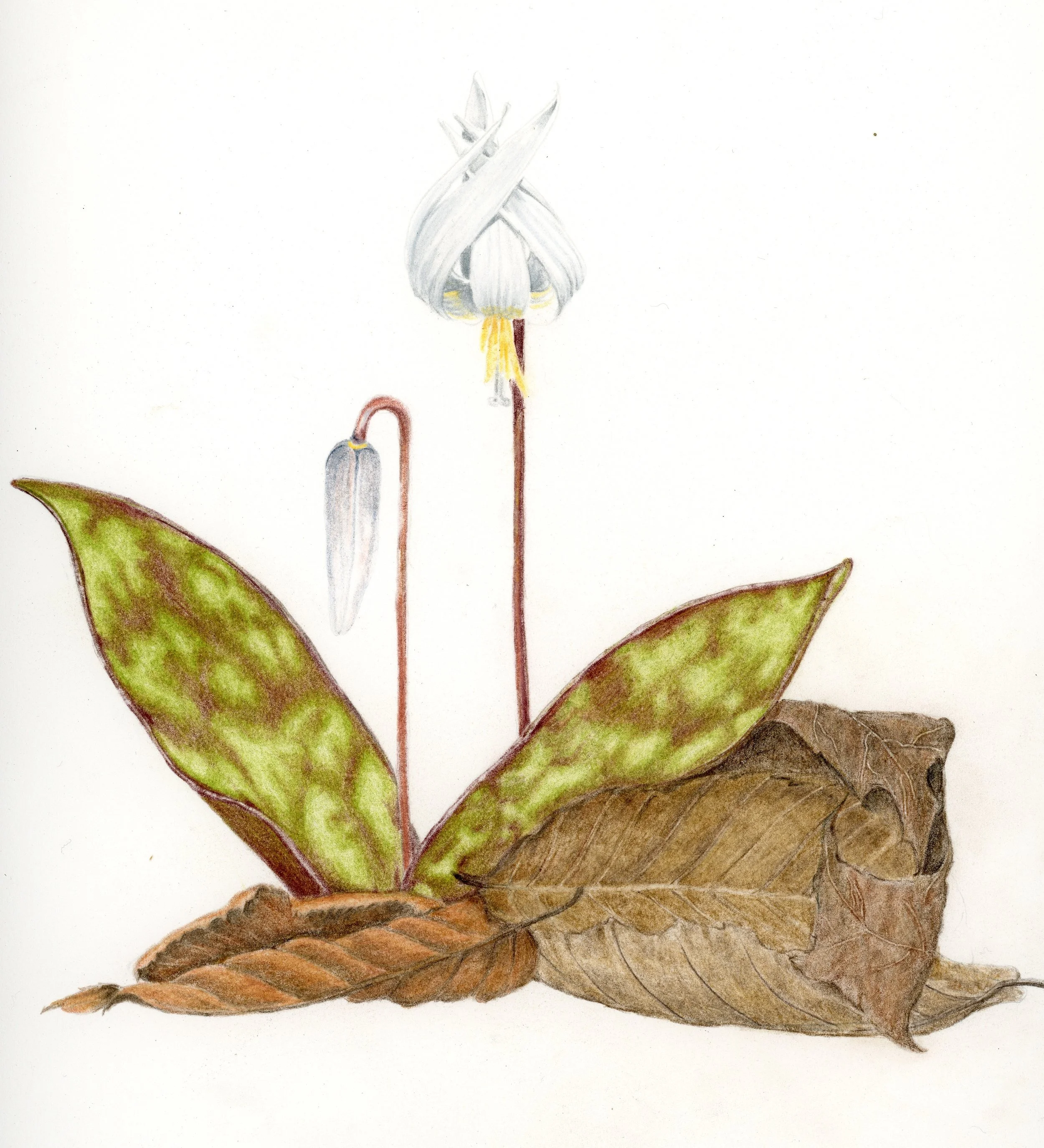 Sharon Casapulla, White Trout Lily. Colored pencil on paper.